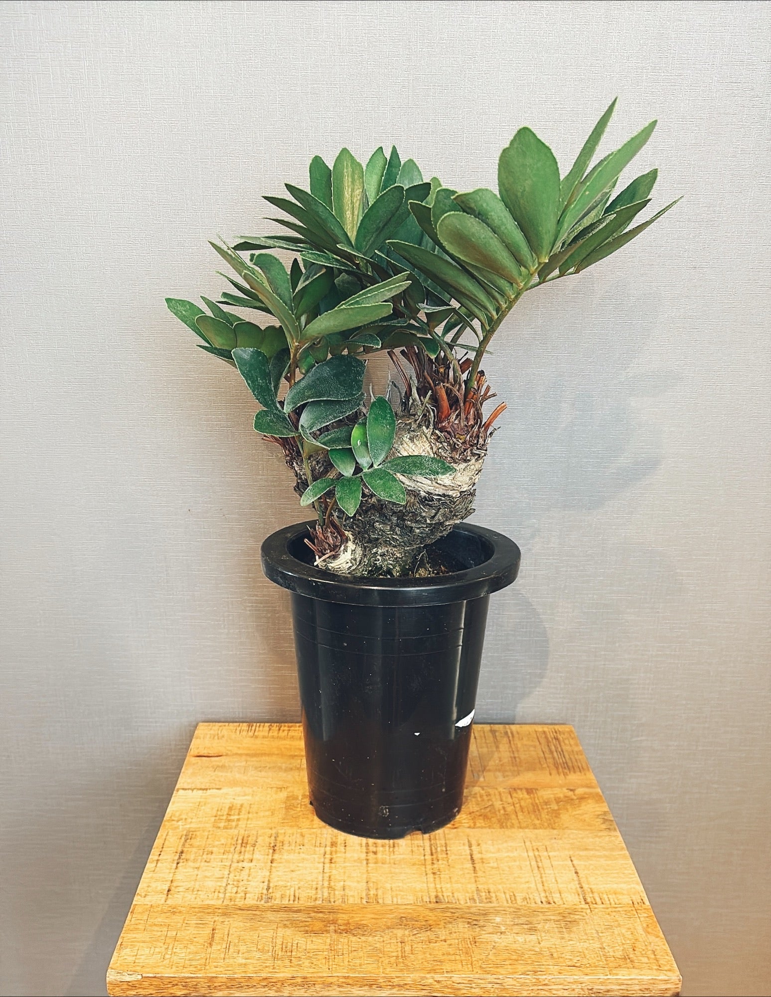 【東京都23区内の方のみ購入可】【送料無料】ザミア 7号鉢