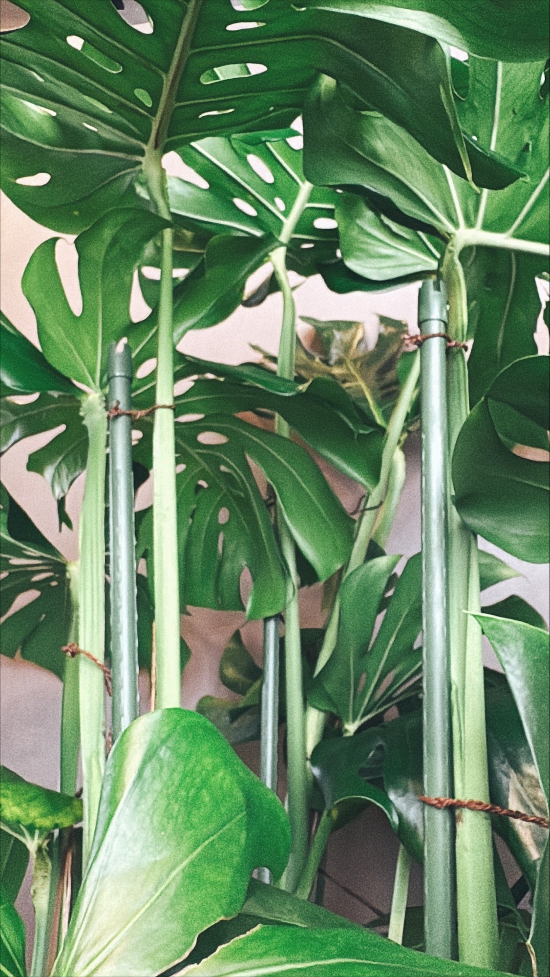 【東京都23区内の方のみ購入可】【送料無料】 モンステラ アダンソニー 10号鉢 A