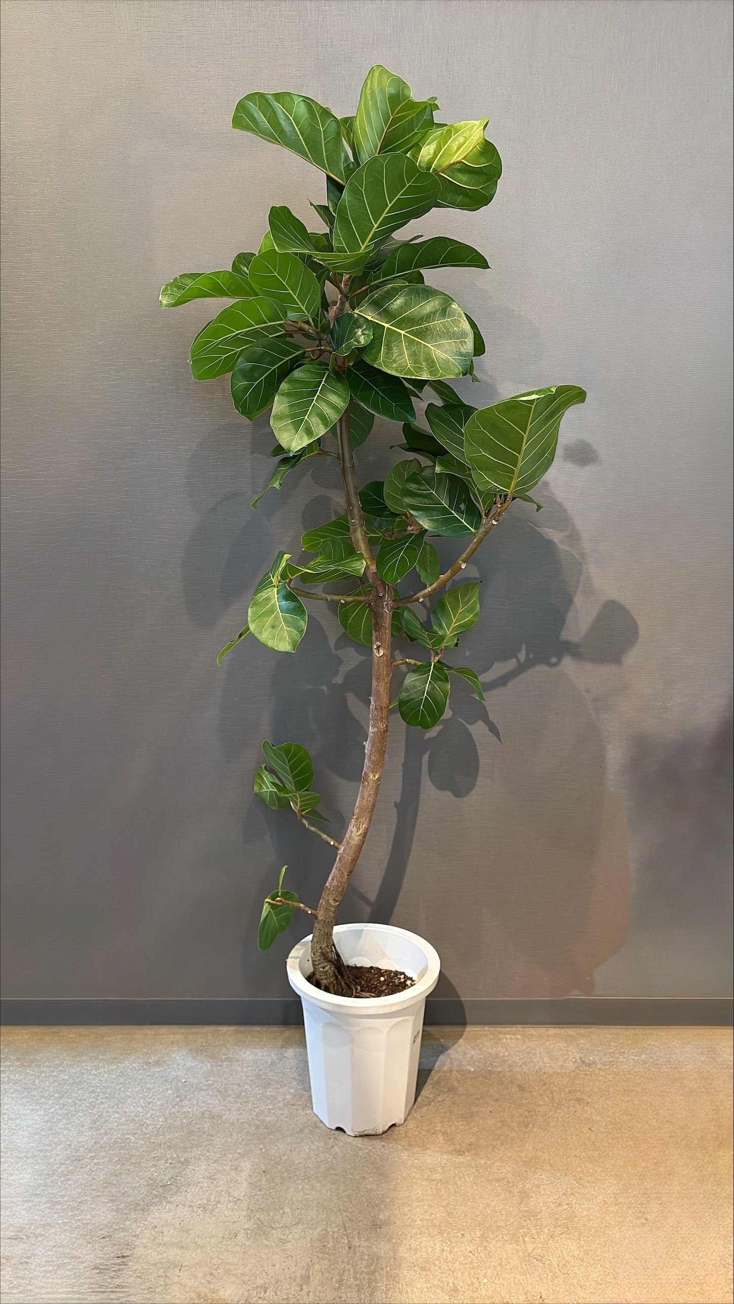 【東京都23区内の方のみ購入可】【送料無料】 フィカス アフリカンプリンス 10号鉢