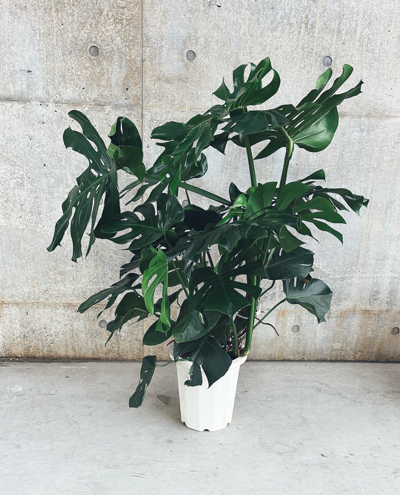 【東京都23区内の方のみ購入可】【送料無料】モンステラ アダンソニー 10号鉢 B