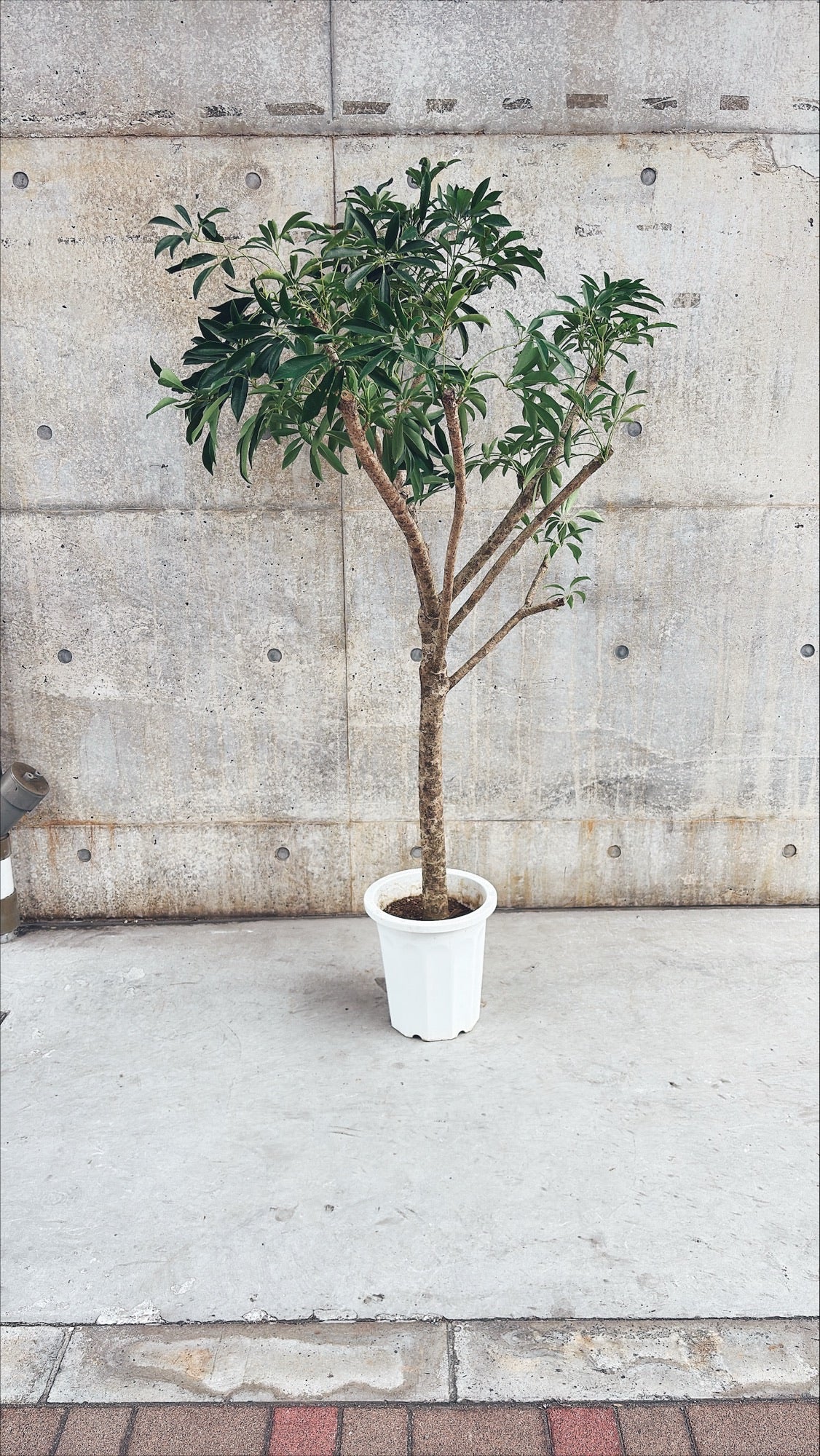 【東京都23区内の方のみ購入可】【送料無料】 シェフレラ10号 K