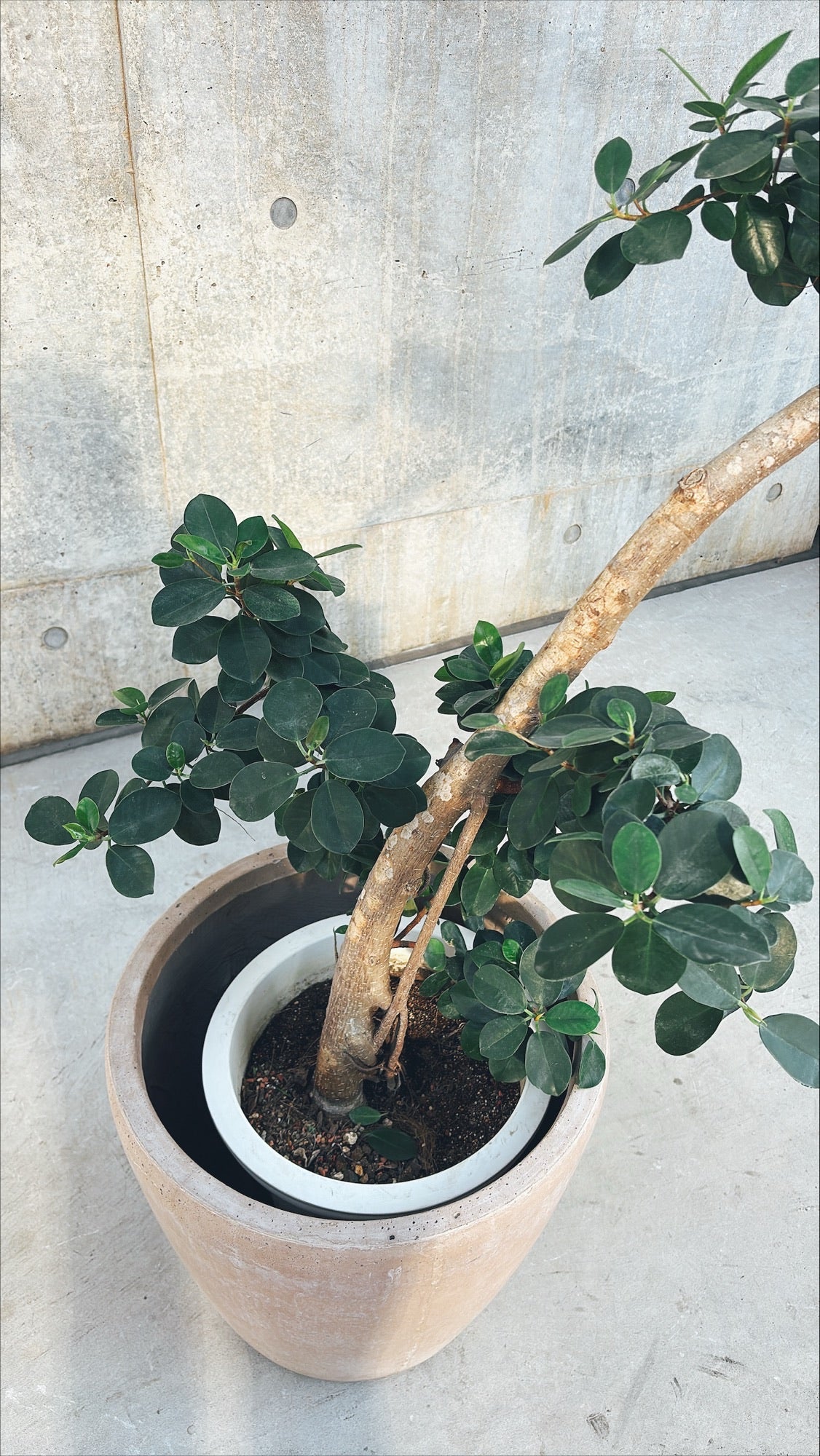 【東京都23区内の方のみ購入可】【送料無料】 パンダガジュマル (曲がり) 10号