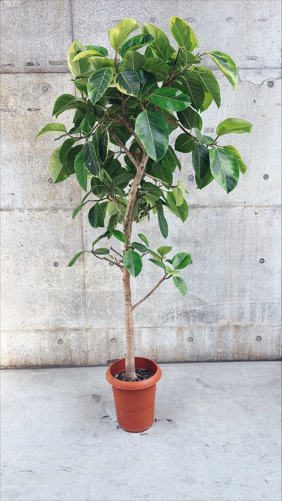 【東京都23区内の方のみ購入可】【送料無料】フィカス アルテシマ 10号