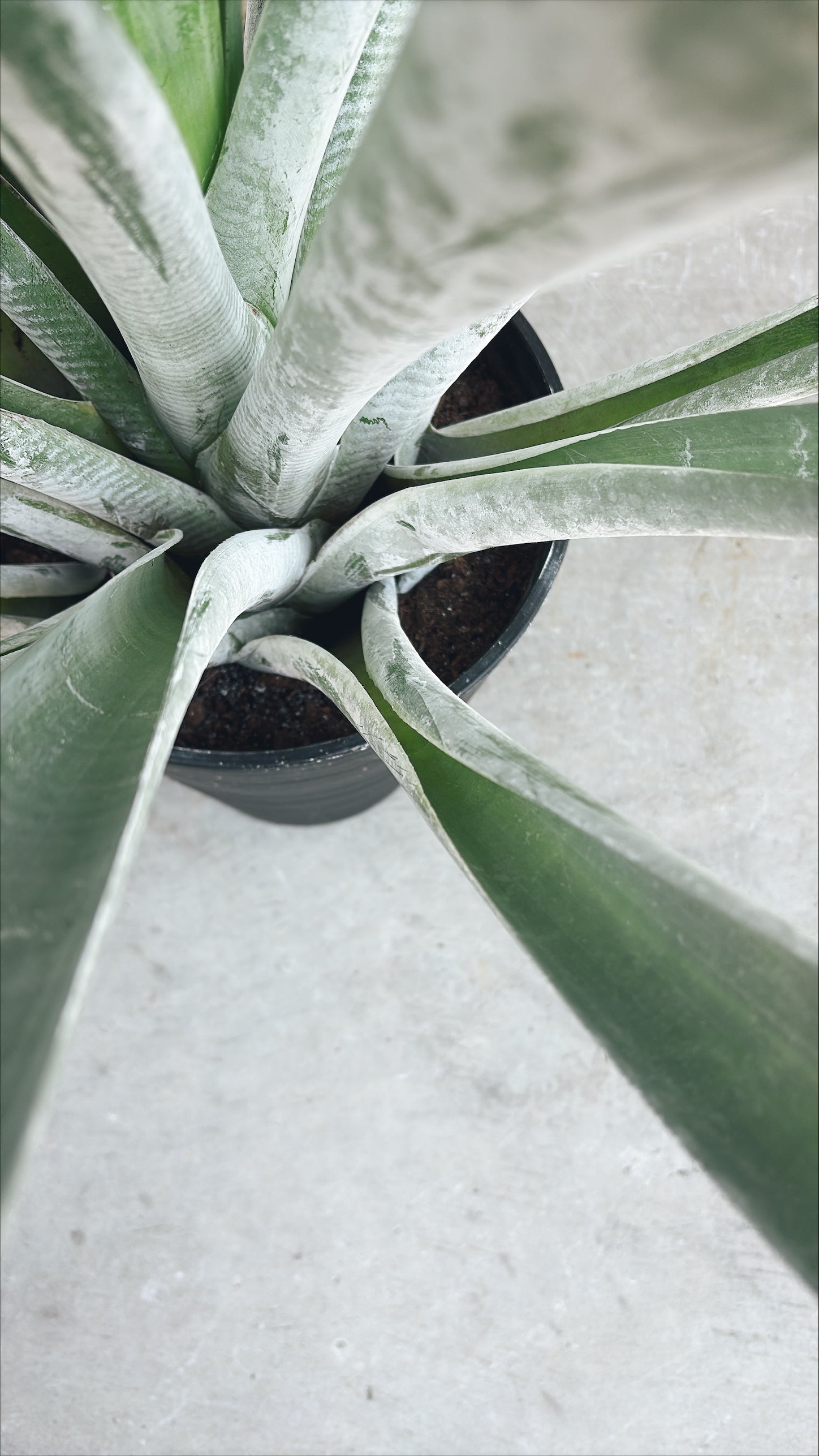 【東京都23区内の方のみ購入可】【送料無料】アルカンタレア オドラータ 9号