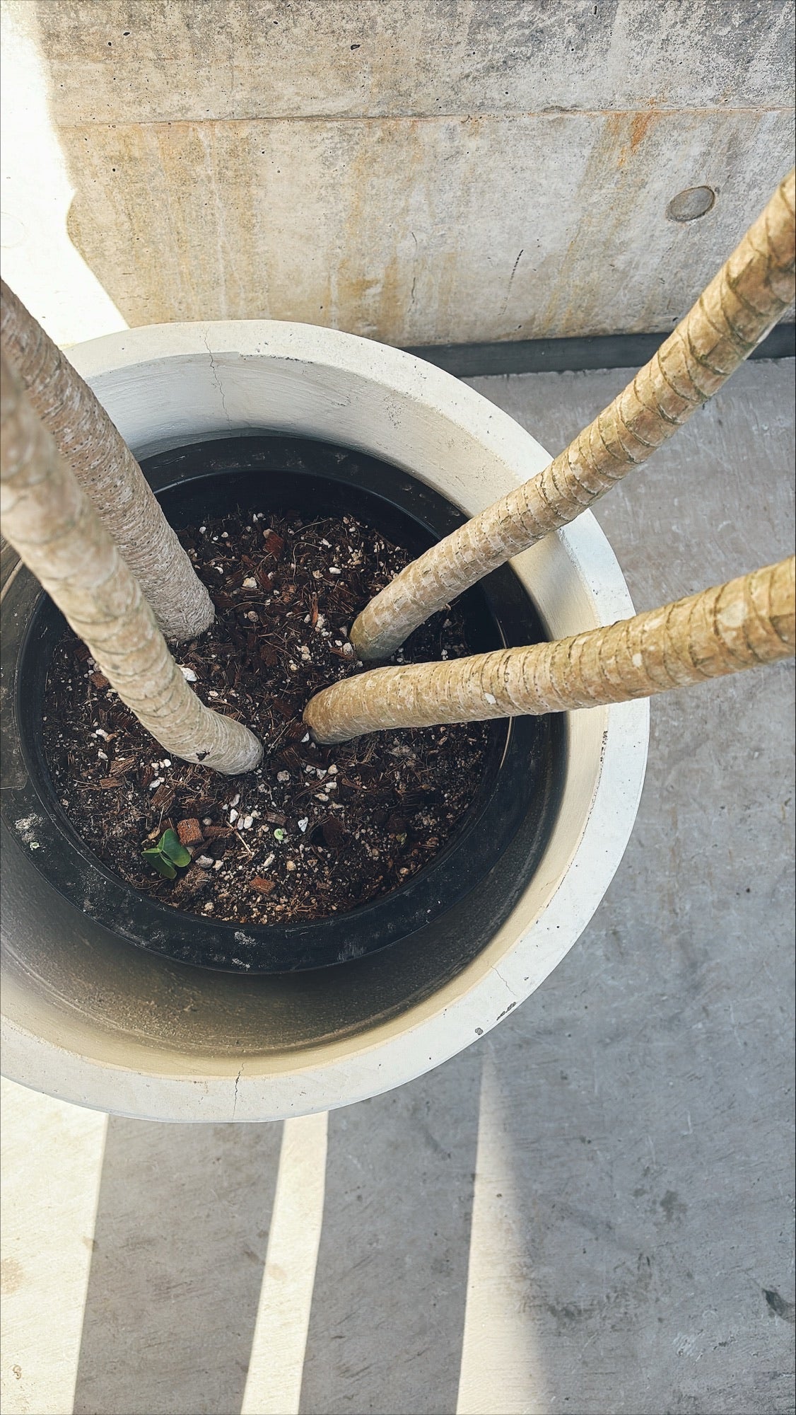 【東京都23区内の方のみ購入可】【送料無料】ドラセナ カンボジアーナ 10号