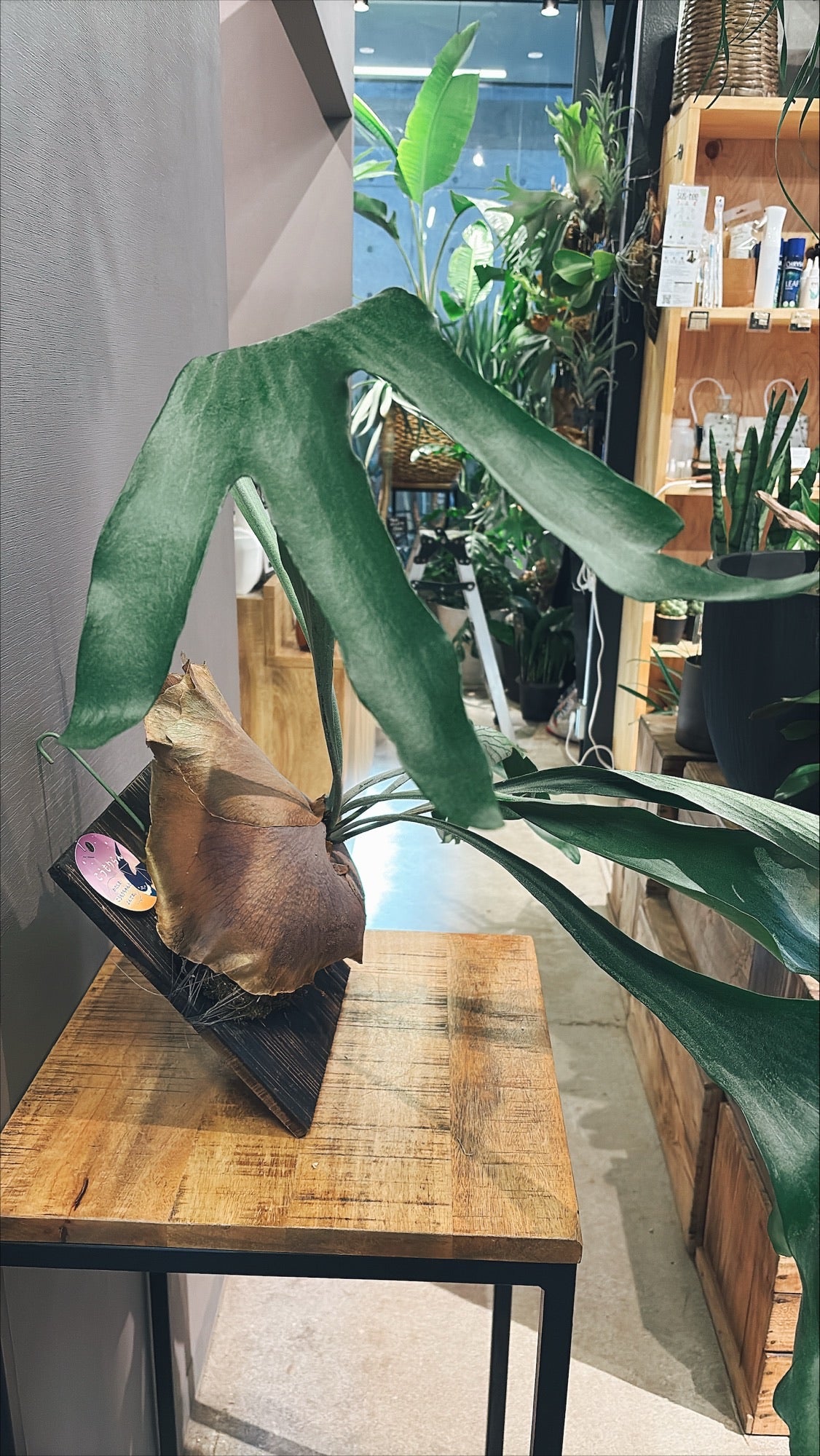 【東京都23区内の方のみ購入可】【送料無料】ビカクシダ ①