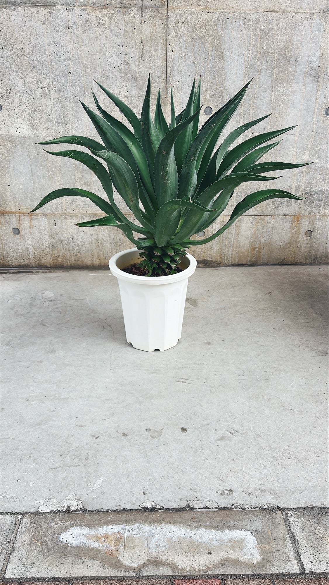 【東京都23区内の方のみ購入可】【送料無料】 アガベ C 10号