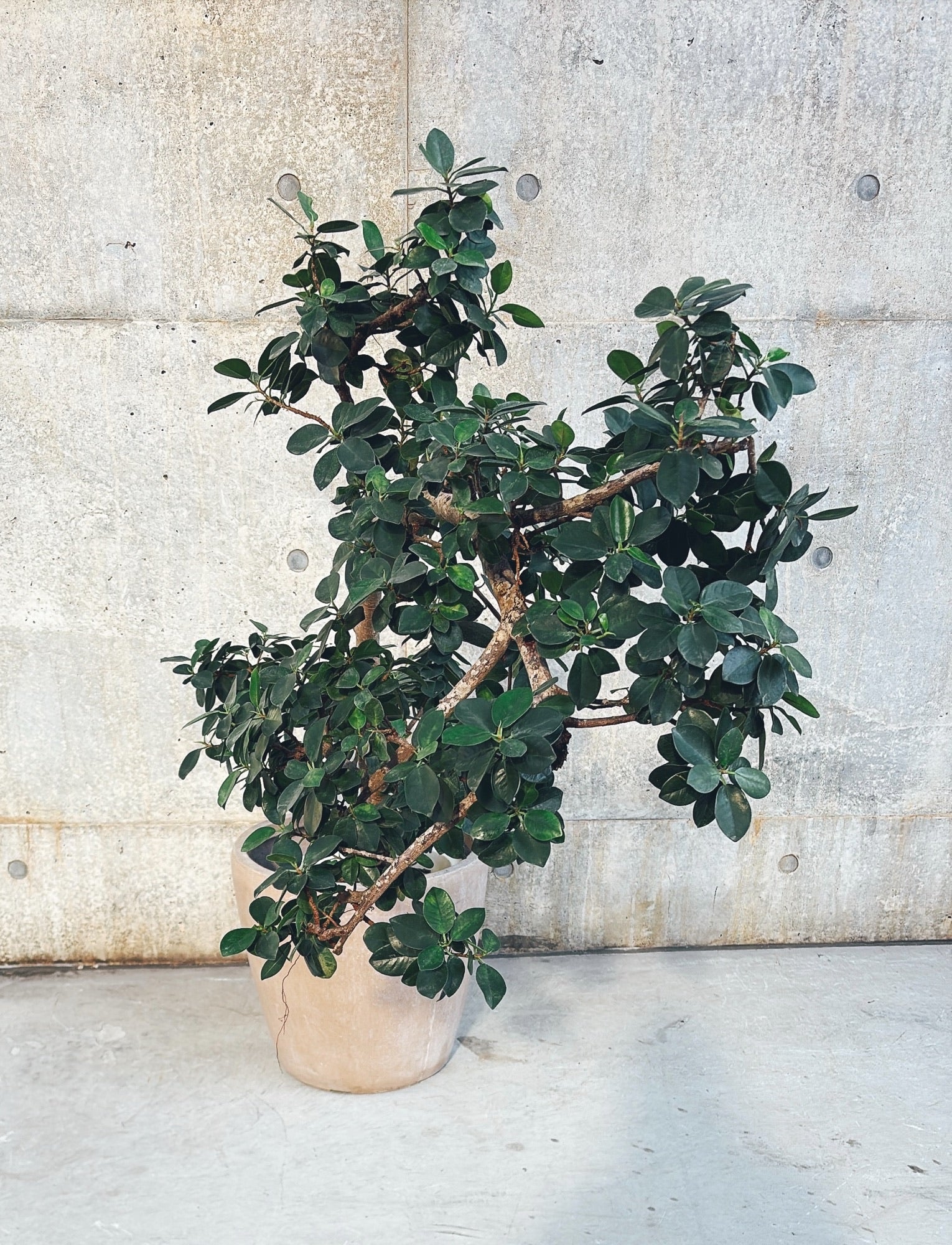 【東京都23区内の方のみ購入可】【送料無料】 パンダガジュマル (曲がり) 10号