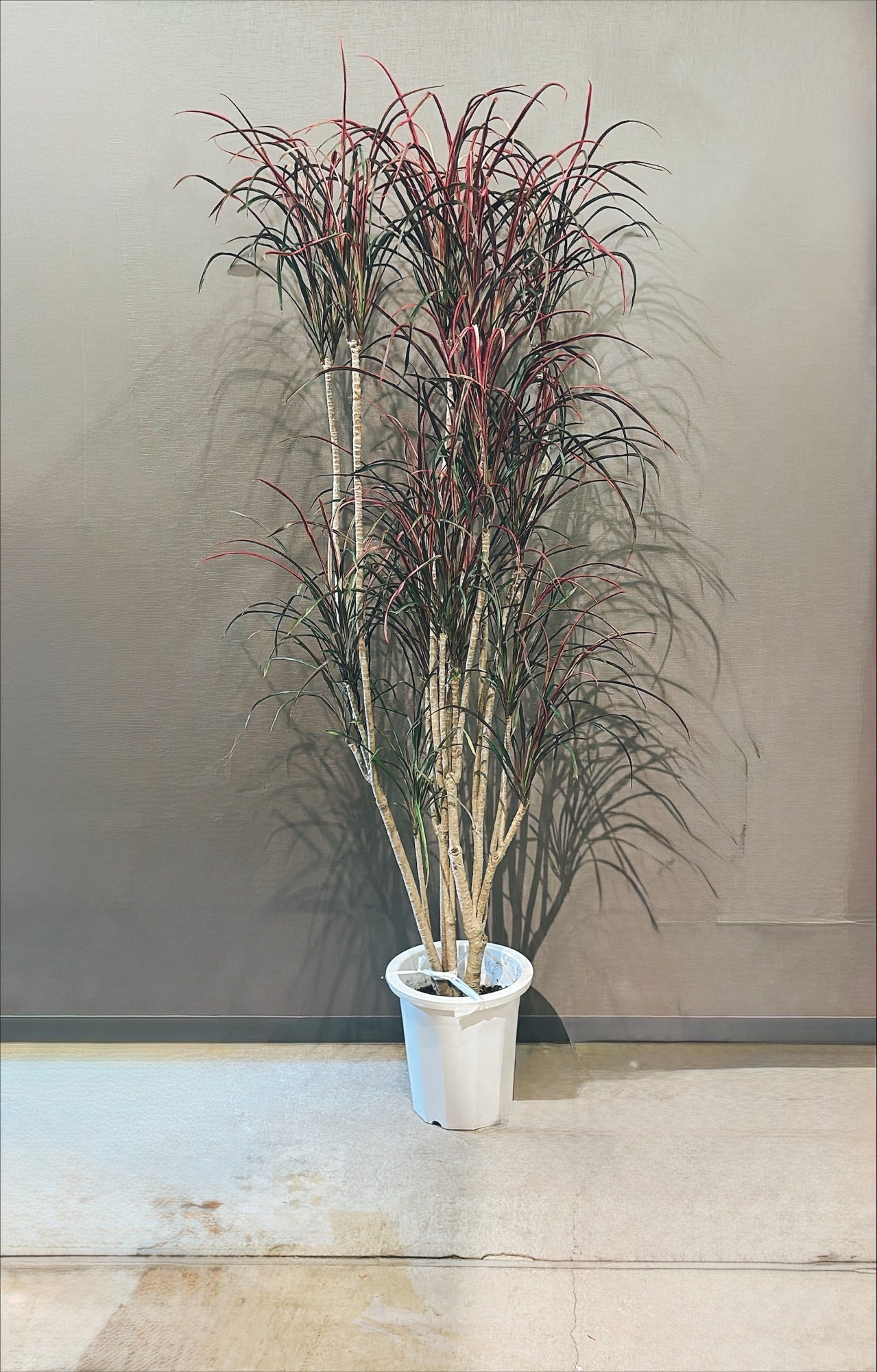 【東京都23区内の方のみ購入可】【送料無料】ドラセナ コルジリネ 11号