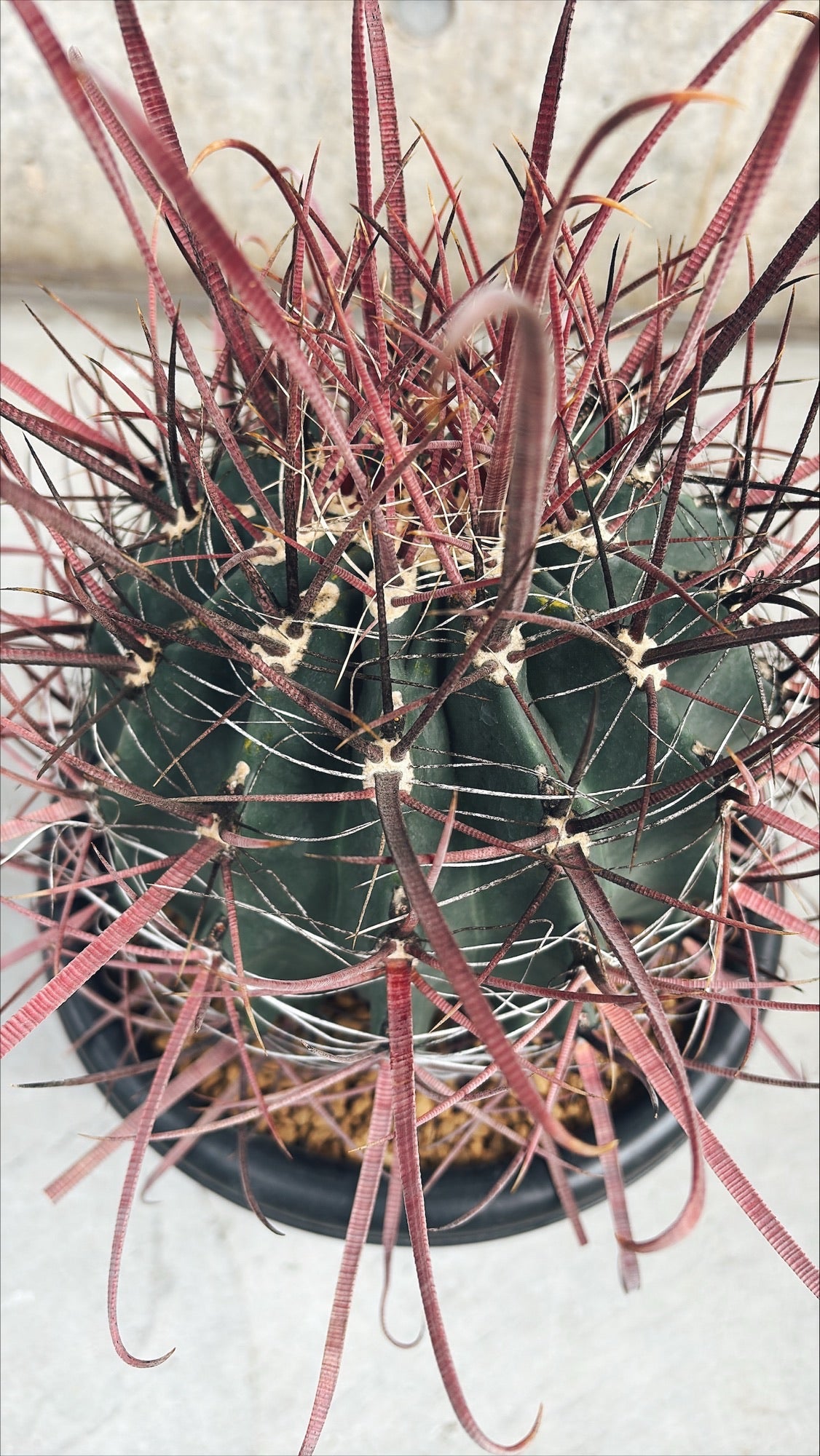 【東京都23区内の方のみ購入可】【送料無料】 サボテン 偉冠竜 9号