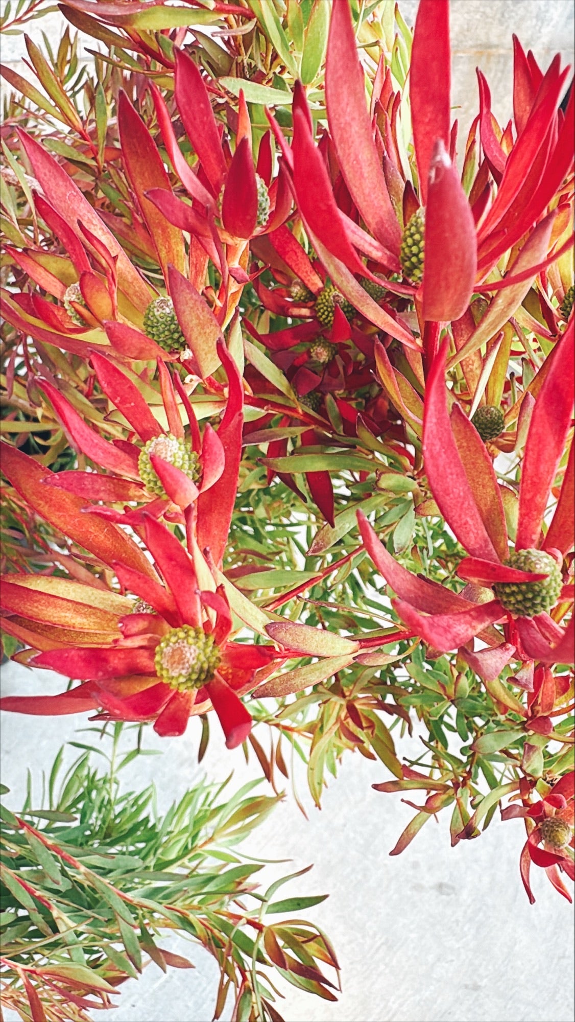 【東京都23区内の方のみ購入可】【送料無料】 リューカデンドロン 6号