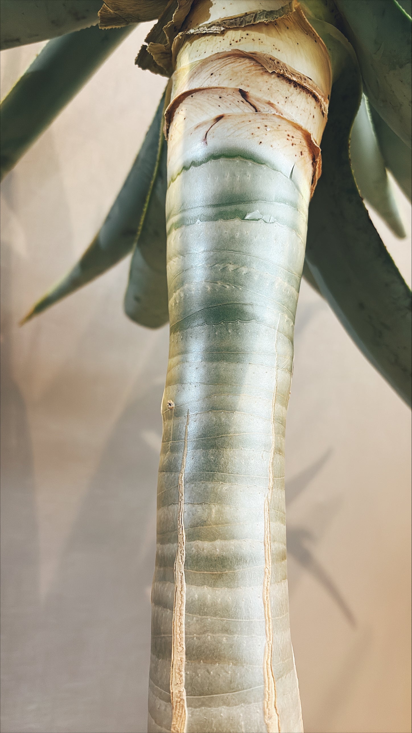 【東京都23区内の方のみ購入可】【送料無料】 アロエ・ディコトマ 10号