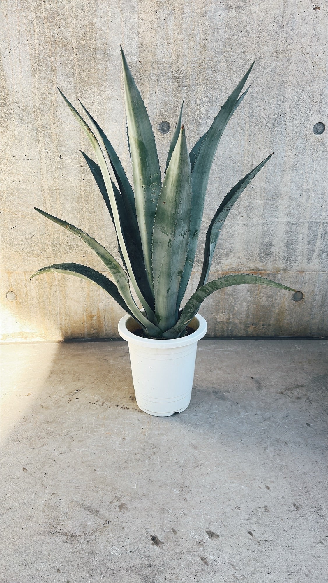 【東京都23区内の方のみ購入可】【送料無料】アガベ リュウゼツランB 7号鉢