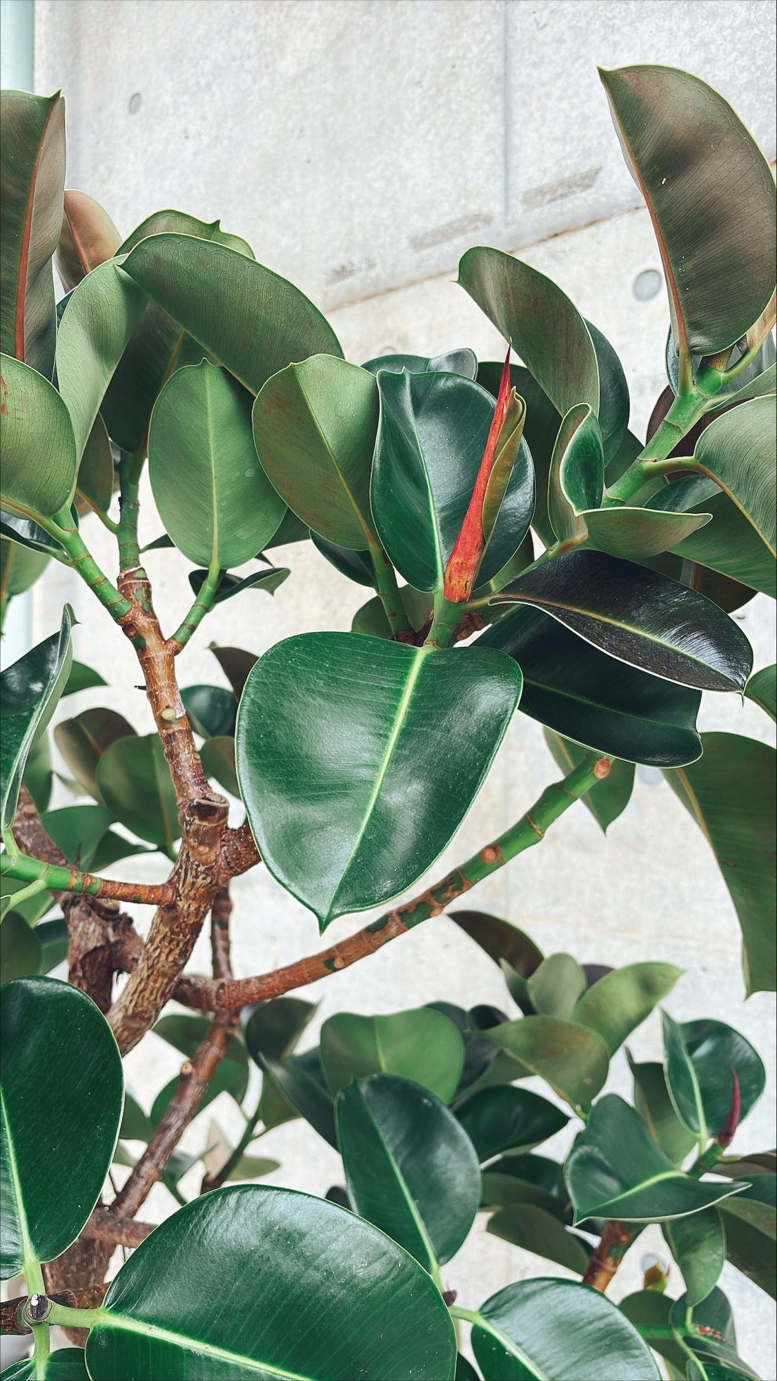 【東京都23区内の方のみ購入可】【送料無料】 フィカス エラスティカ ソフィア 10号鉢