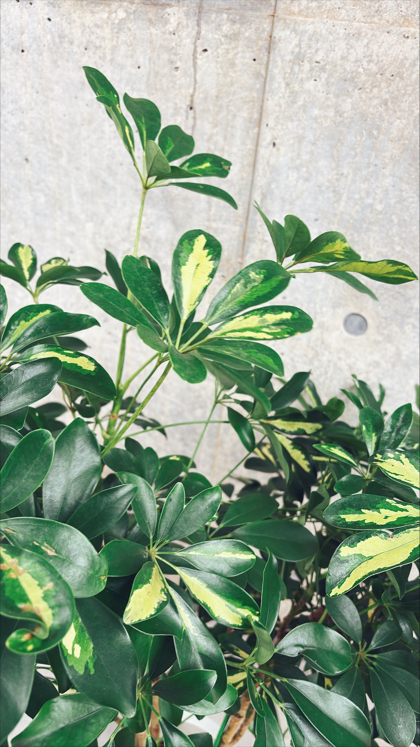 【東京都23区内の方のみ購入可】【送料無料】 シェフレラ ホンコン斑入り 8号