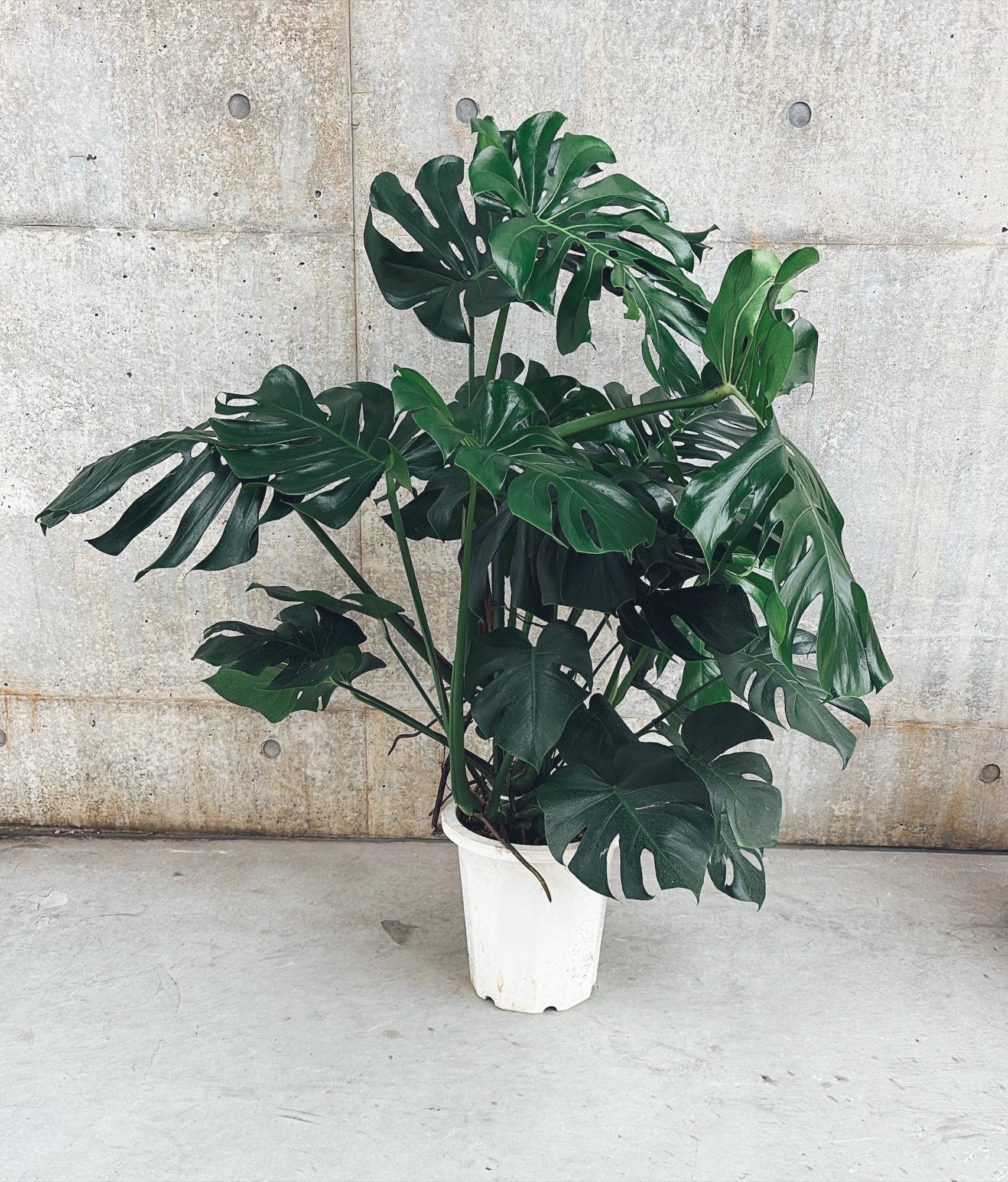 【東京都23区内の方のみ購入可】【送料無料】モンステラ アダンソニー 10号鉢 B