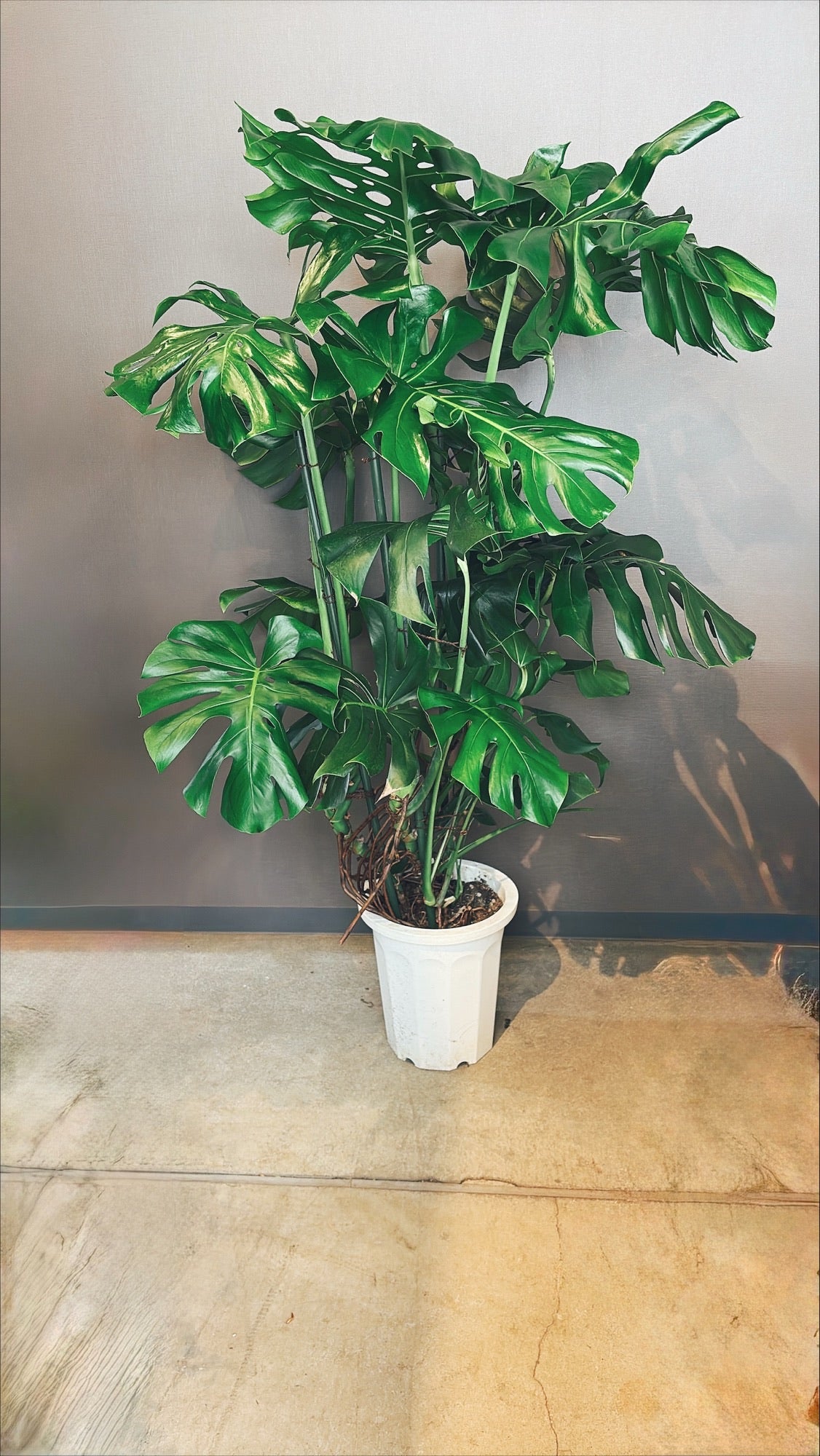 【東京都23区内の方のみ購入可】【送料無料】 モンステラ アダンソニー 10号鉢 A