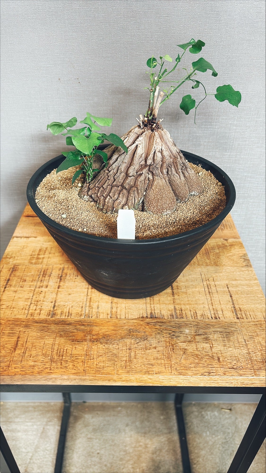 【東京都23区内の方のみ購入可】【送料無料】 亀甲竜(ディオスコレア・エレファンティペス) 8号鉢