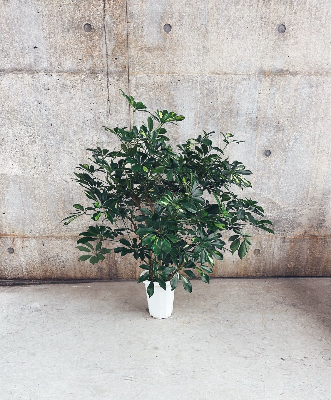 【東京都23区内の方のみ購入可】【送料無料】 シェフレラ ホンコン斑入り 8号