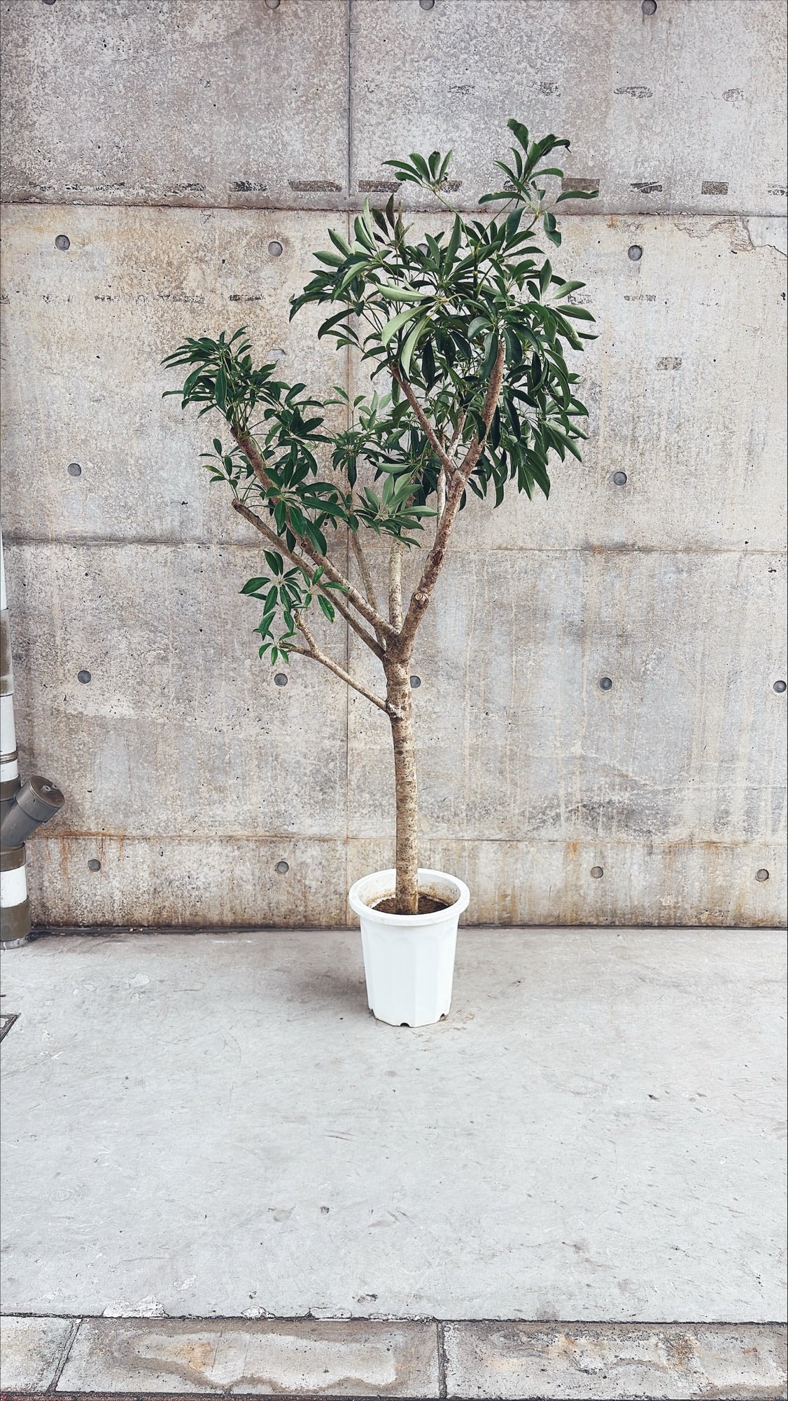 【東京都23区内の方のみ購入可】【送料無料】 シェフレラ10号 K