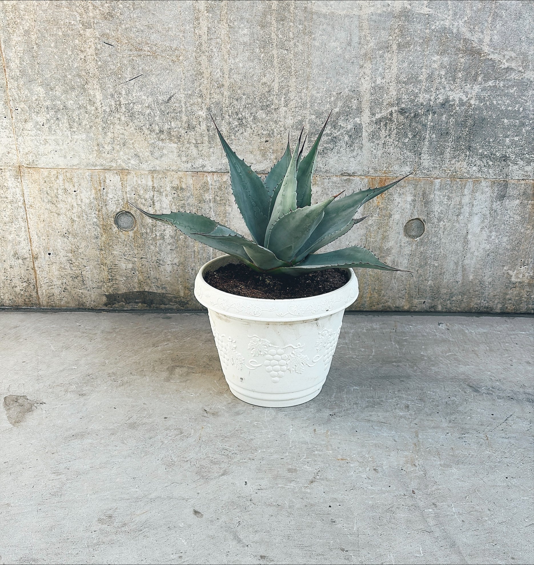 【東京都23区内の方のみ購入可】【送料無料】