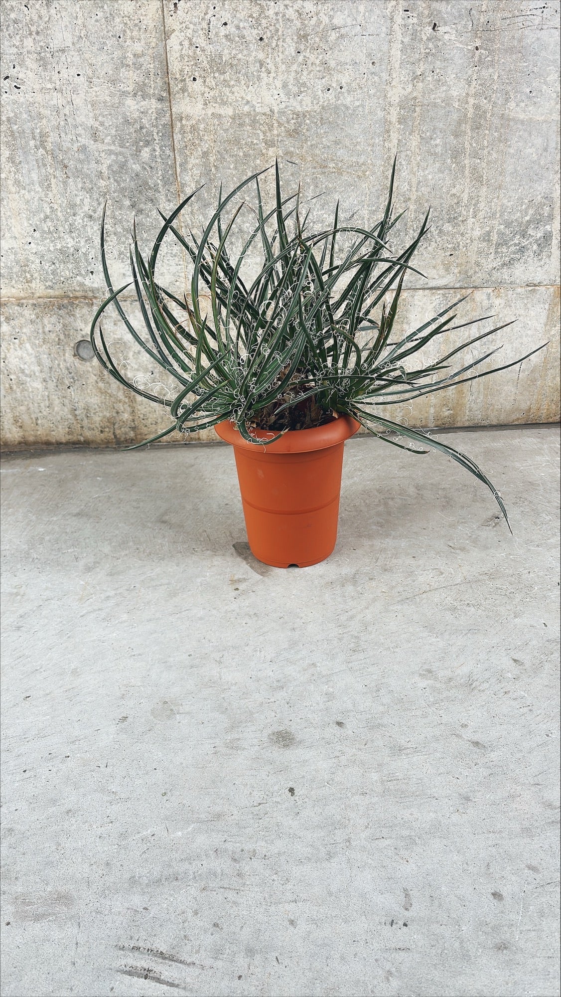 【東京都23区内の方のみ購入可】【送料無料】 アガベ・ゲミニフローラ 7号