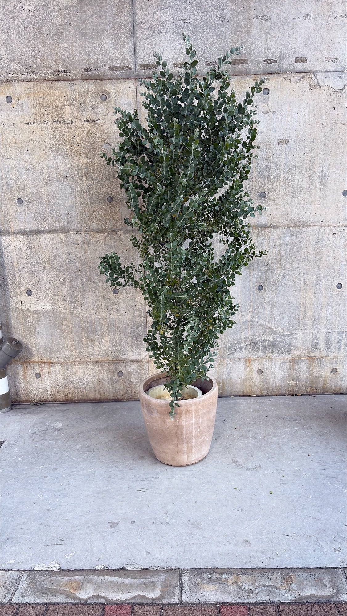 【東京都23区内の方のみ購入可】【送料無料】 アカシア ポダリリーフォリア 10号