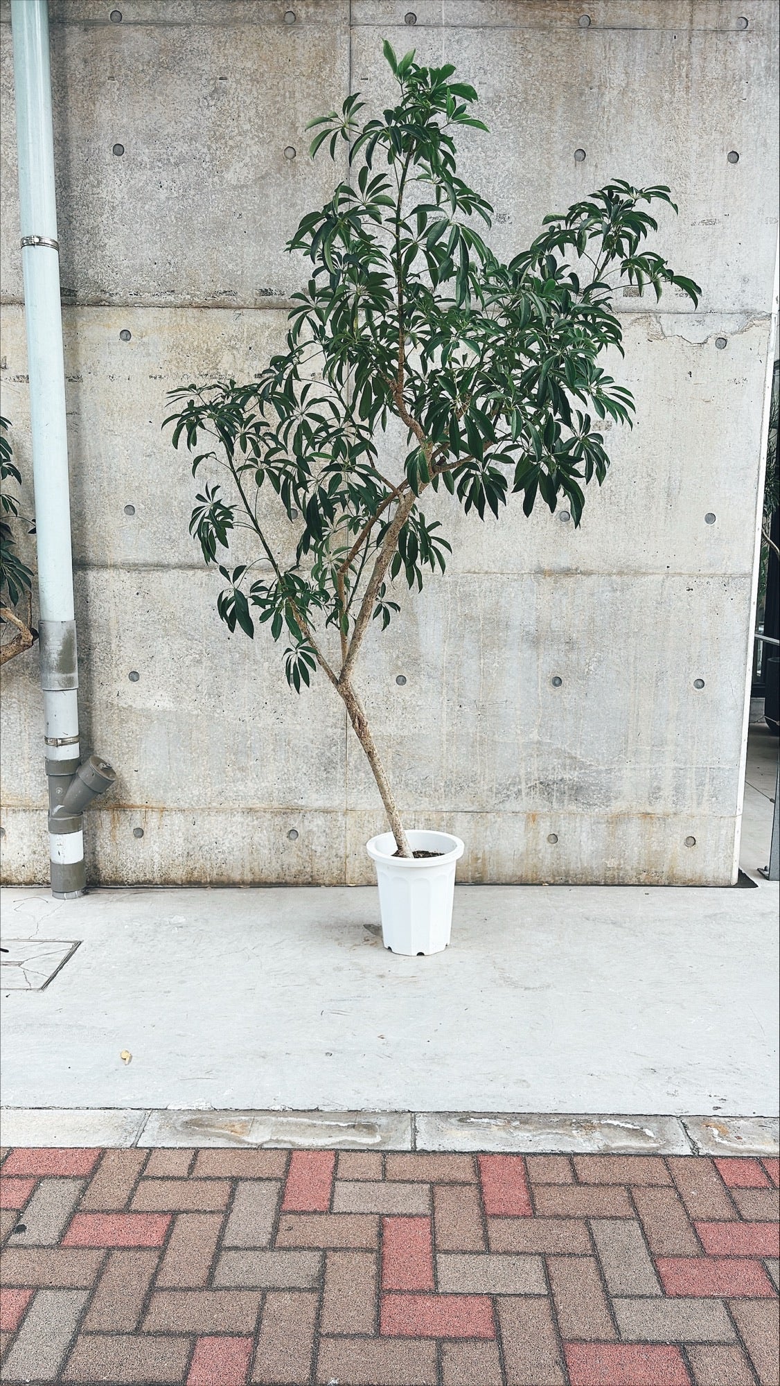 【東京都23区内の方のみ購入可】【送料無料】シェフレラ 10号B