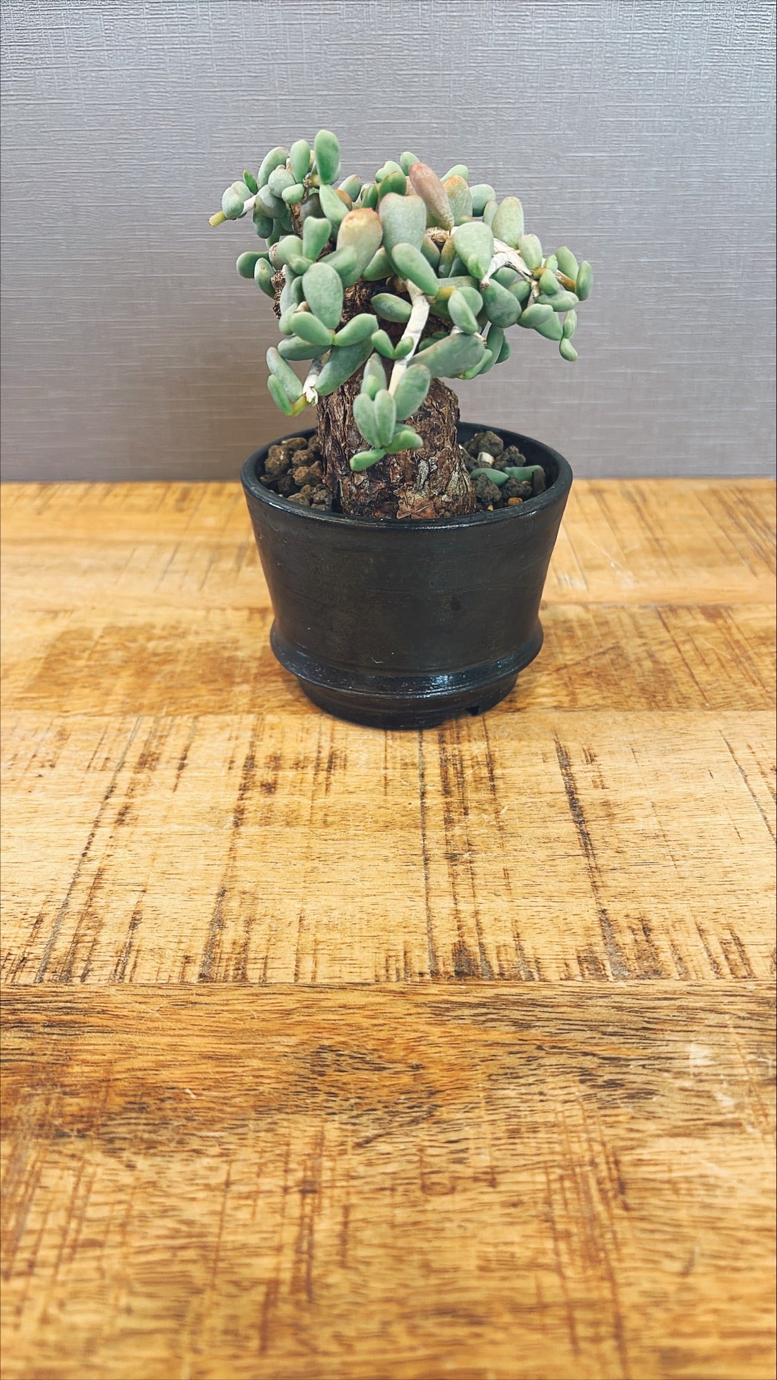 【東京都23区内の方のみ購入可】【送料無料】 ケラリア・ピグマエア 3号