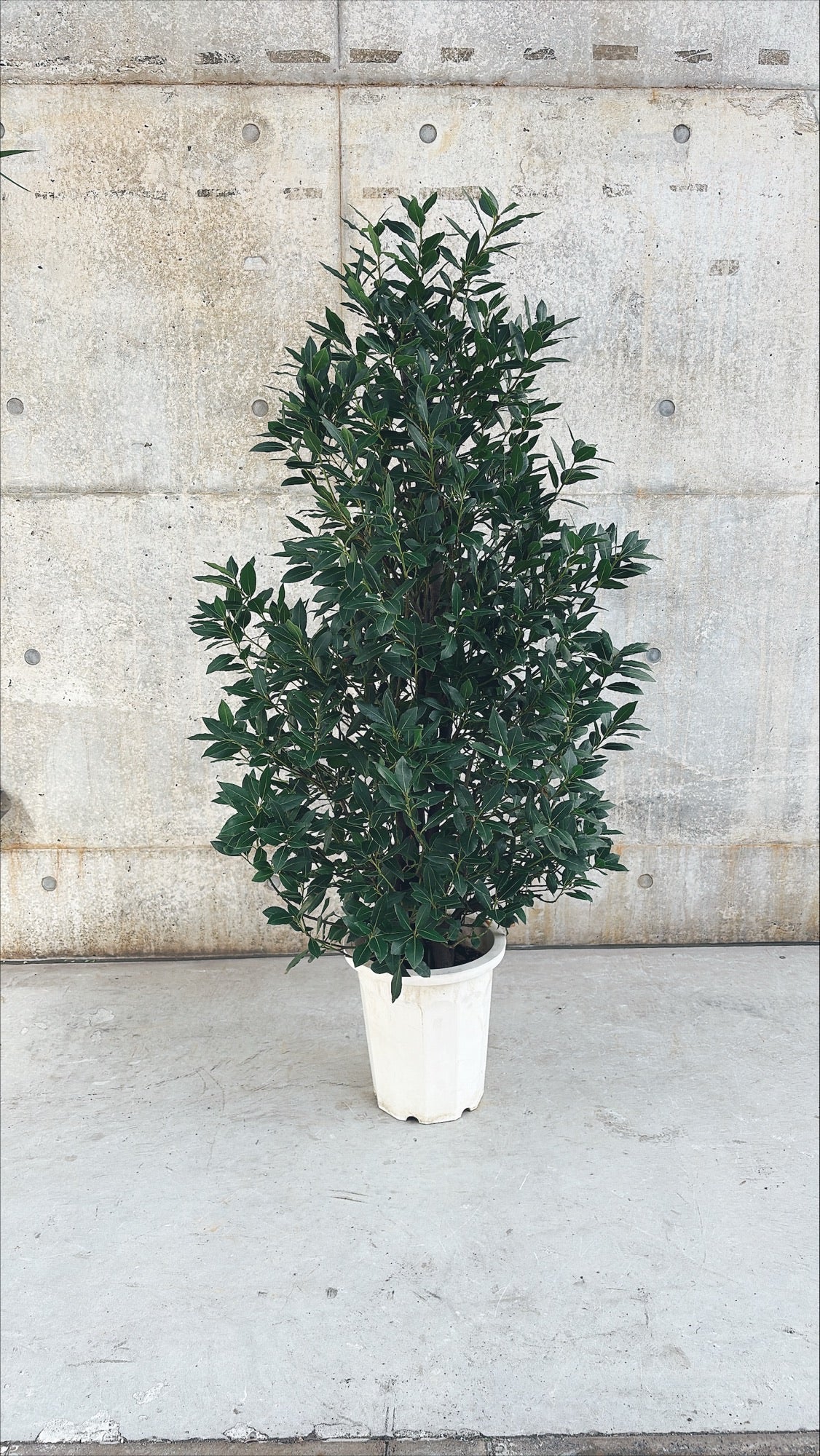 【東京都23区内の方のみ購入可】【送料無料】 月桂樹 (ゲッケイジュ) 10号