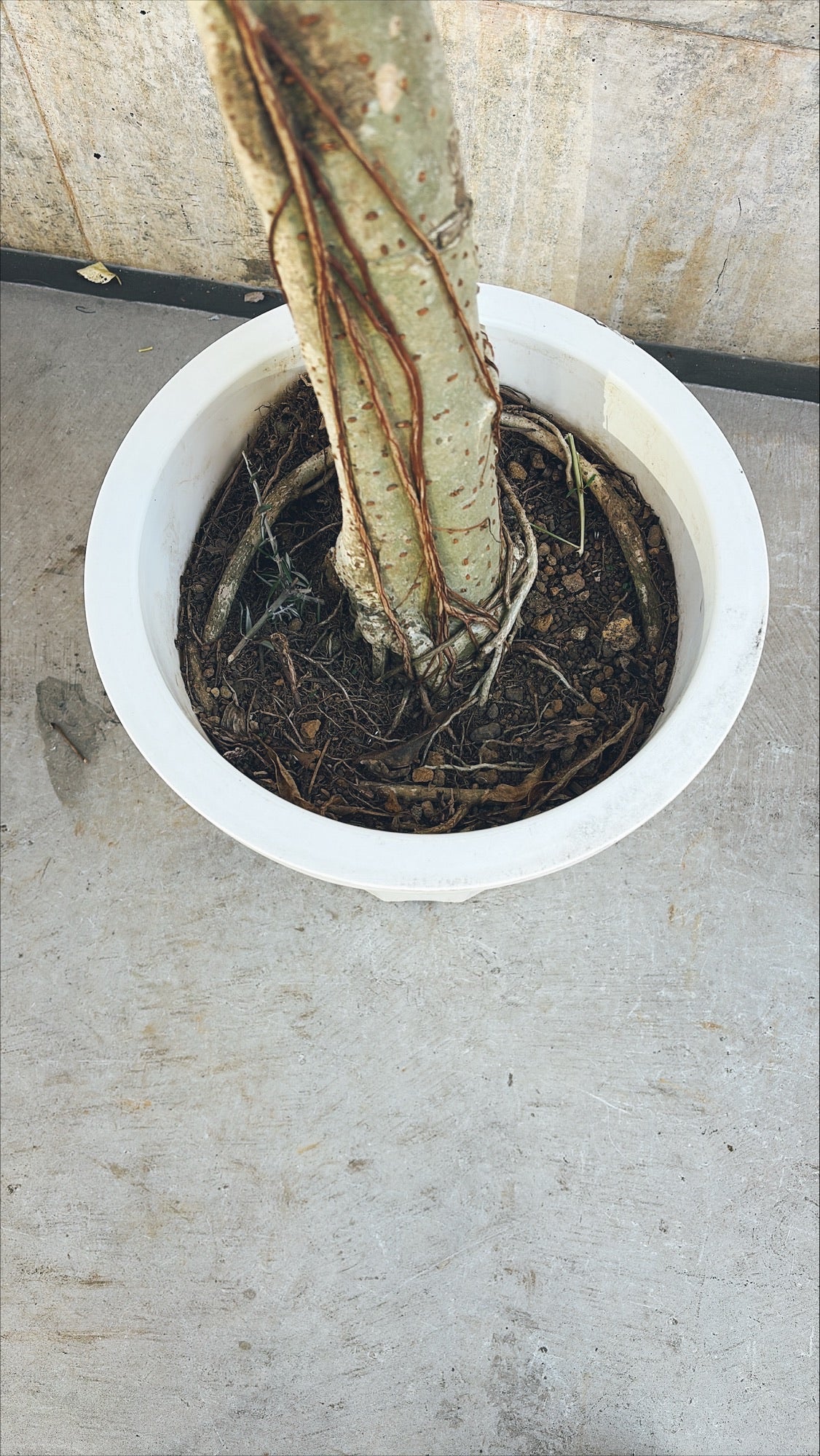 【東京都23区内の方のみ購入可】【送料無料】シェフレラ 10号J