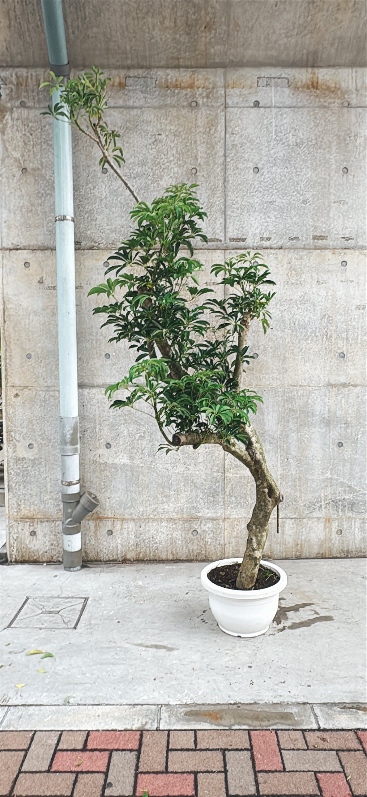 【東京都23区内の方のみ購入可】【送料無料】 シェフレラ 14号鉢