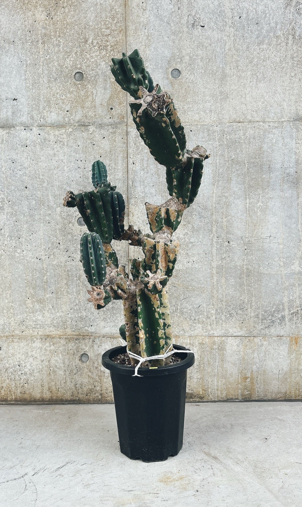 【東京都23区内の方のみ購入可】【送料無料】 サボテン キメンカク 10号