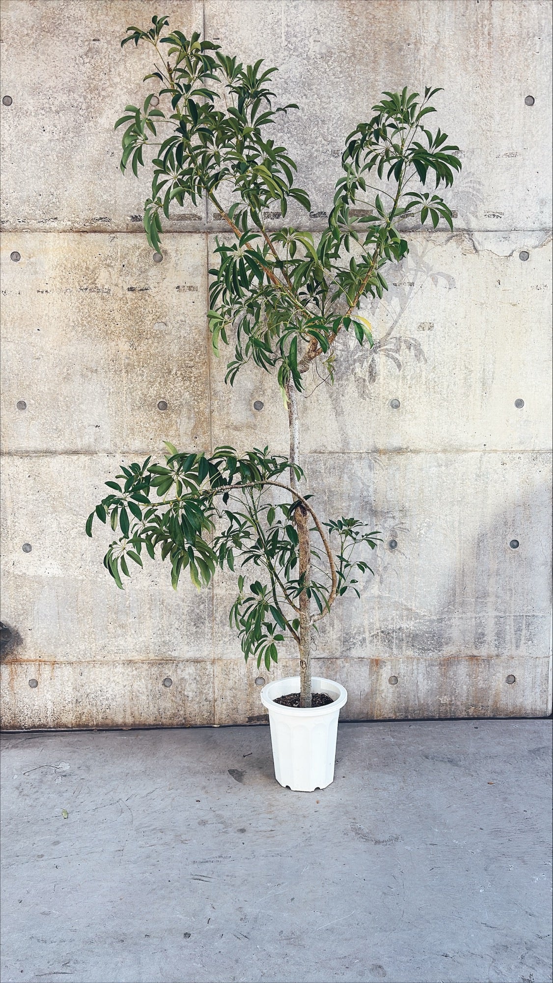 【東京都23区内の方のみ購入可】【送料無料】 シェフレラ 10号H