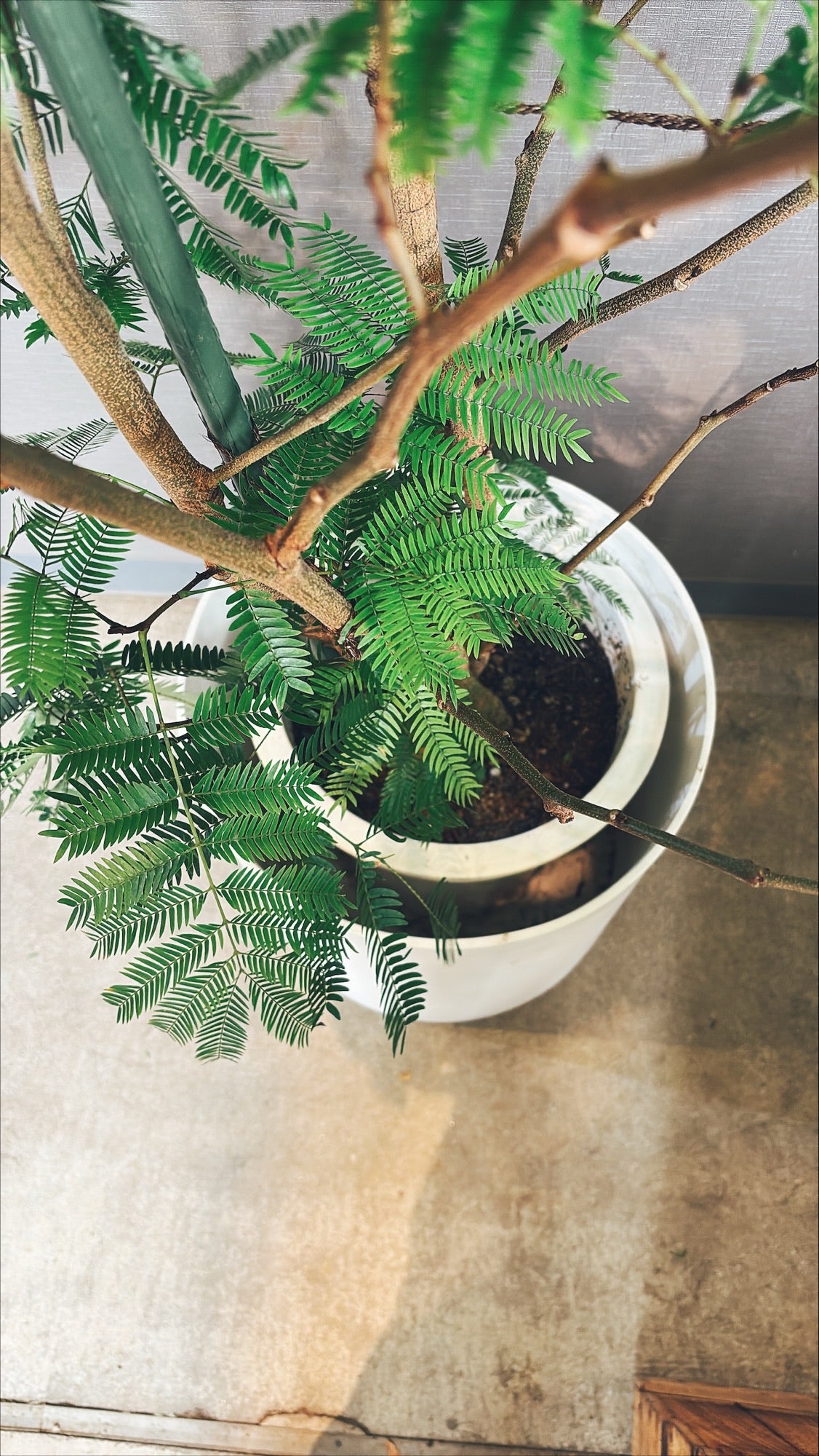 【東京都23区内の方のみ購入可】【送料無料】エバーフレッシュ 10号