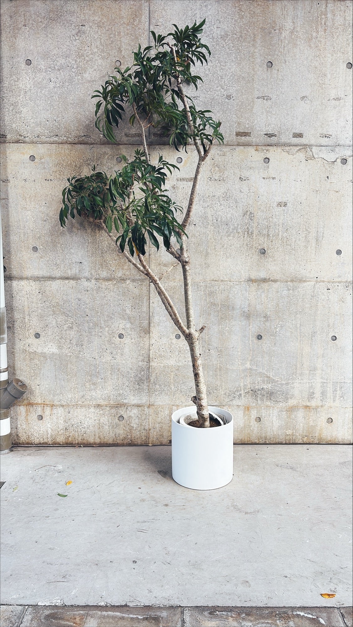 【東京都23区内の方のみ購入可】【送料無料】シェフレラ 10号E 器付き