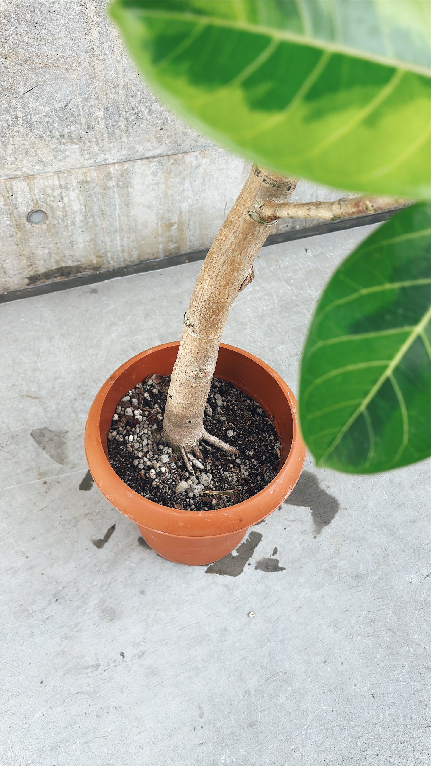 【東京都23区内の方のみ購入可】【送料無料】フィカス アルテシマ 10号