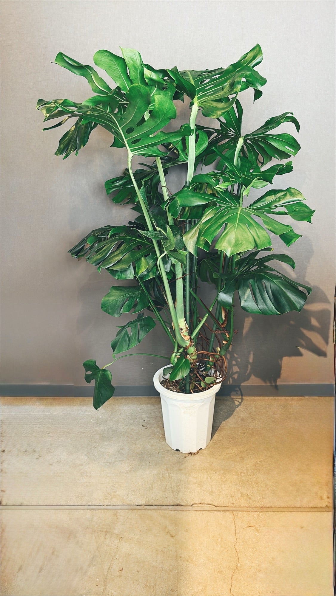 【東京都23区内の方のみ購入可】【送料無料】 モンステラ アダンソニー 10号鉢 A