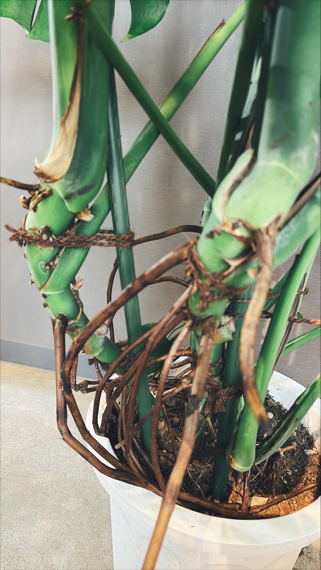 【東京都23区内の方のみ購入可】【送料無料】 モンステラ アダンソニー 10号鉢 A