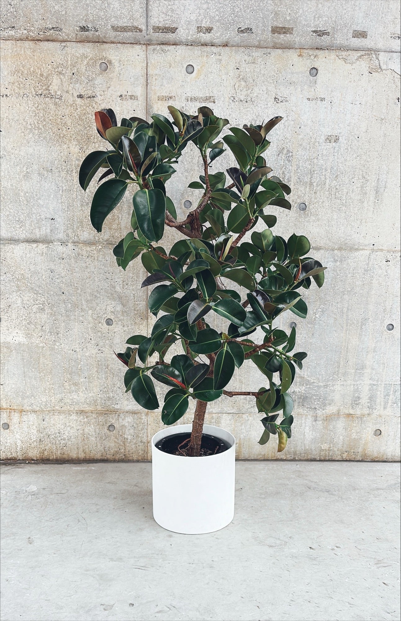 【東京都23区内の方のみ購入可】【送料無料】 フィカス エラスティカ ソフィア 10号鉢