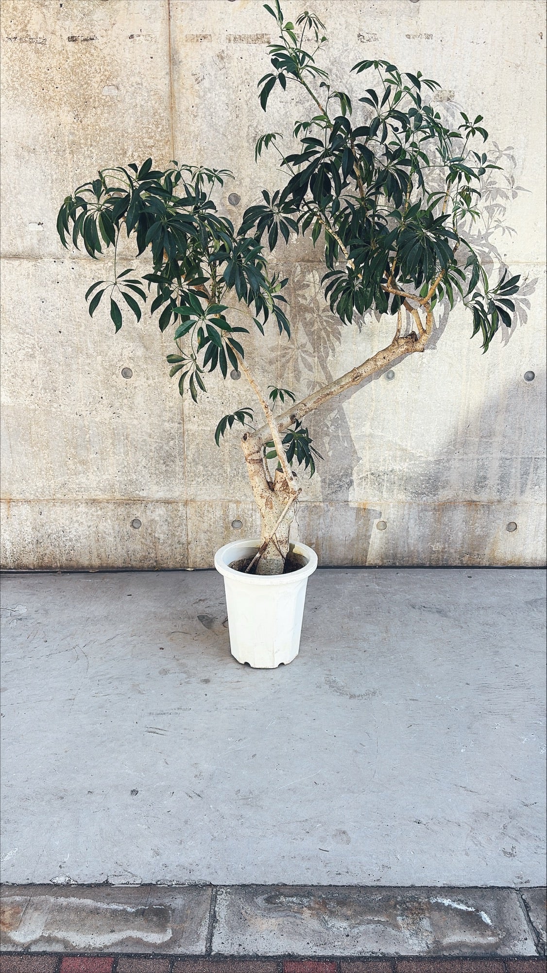 【東京都23区内の方のみ購入可】【送料無料】 シェフレラ 10号K