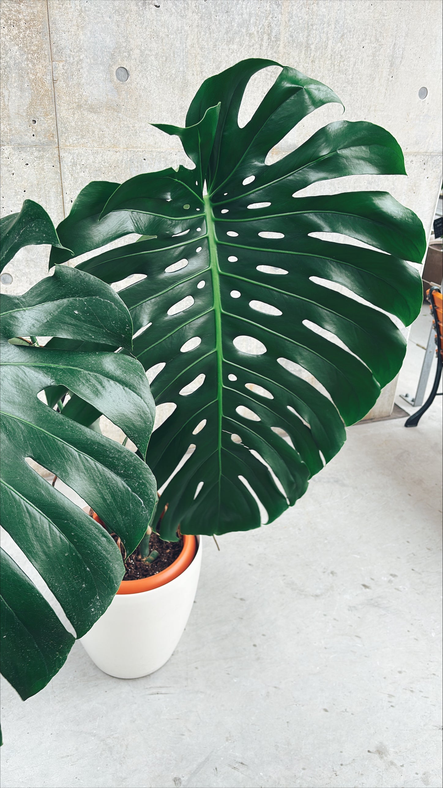 【東京都23区内の方のみ購入可】【送料無料】モンステラ デリシオーサ 10号