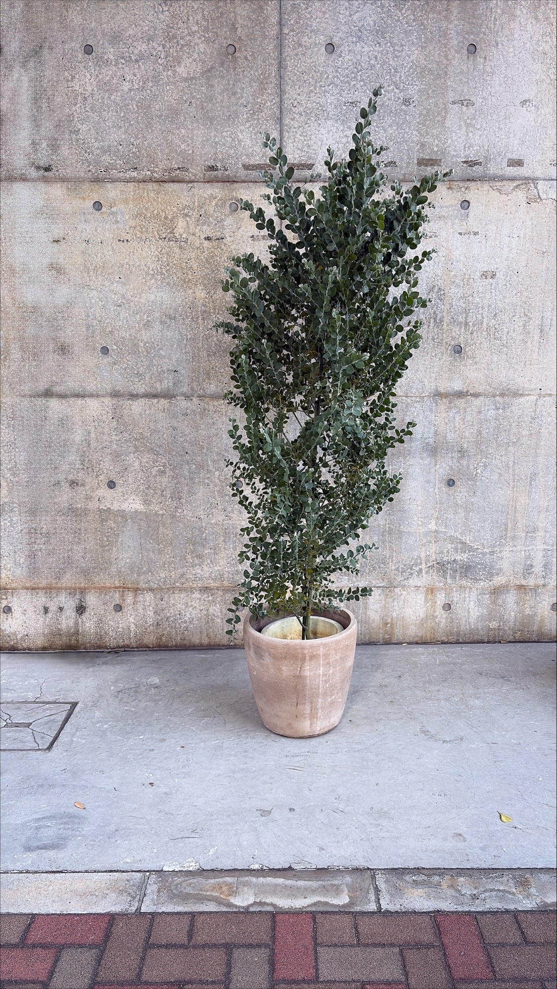 【東京都23区内の方のみ購入可】【送料無料】 アカシア ポダリリーフォリア 10号