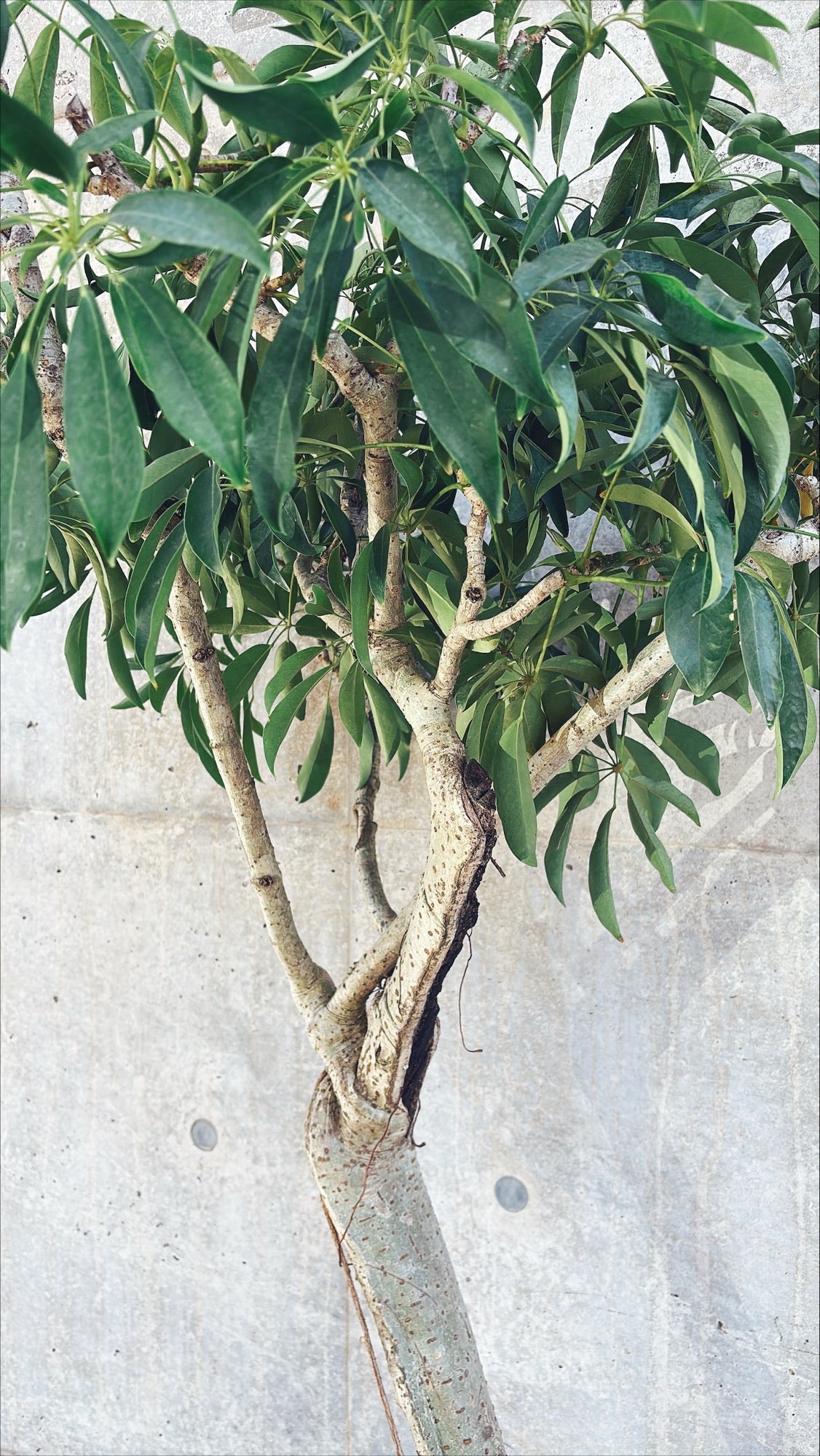 【東京都23区内の方のみ購入可】【送料無料】シェフレラ 10号J