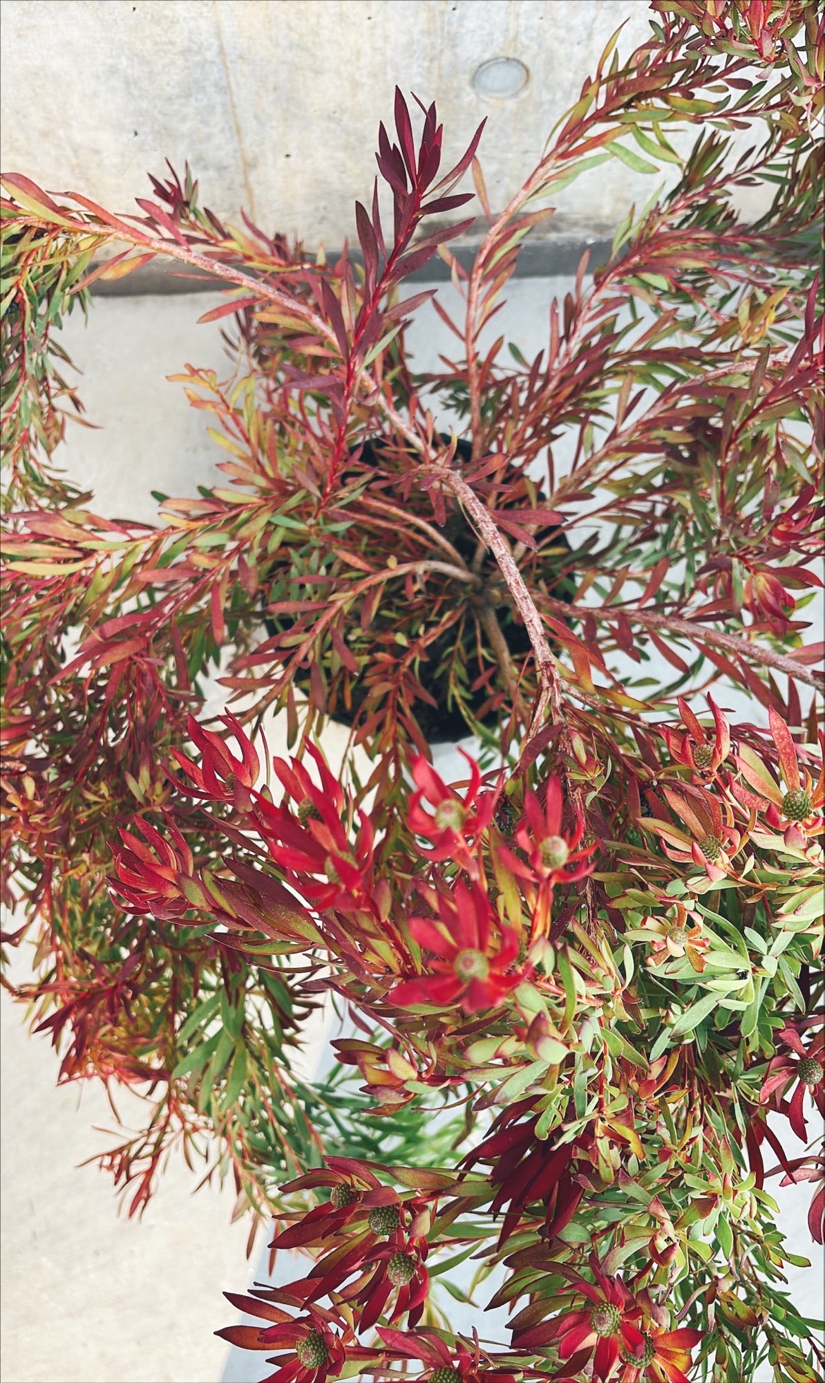 【東京都23区内の方のみ購入可】【送料無料】 リューカデンドロン 6号