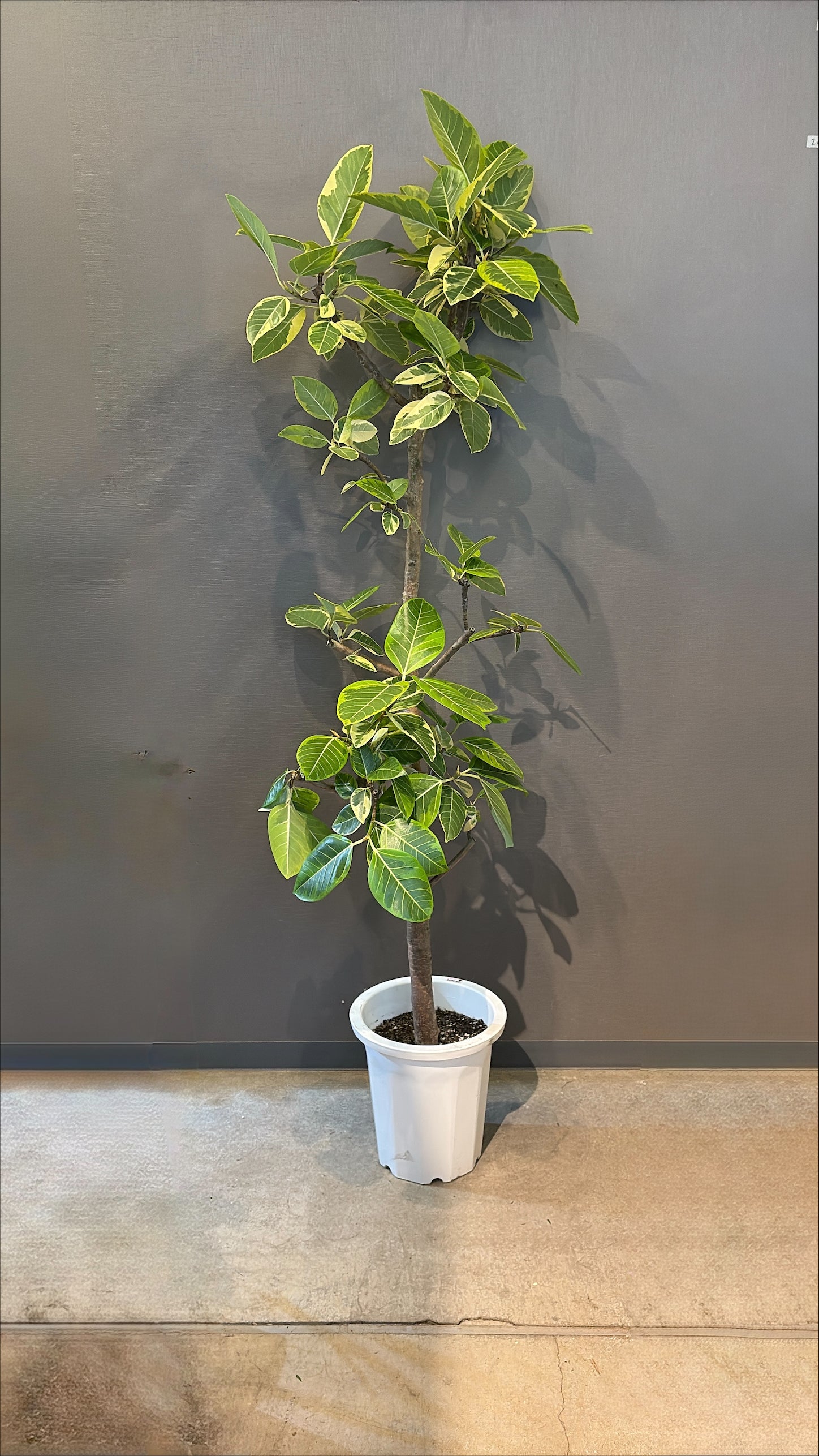 【東京都23区内の方のみ購入可】【送料無料】 フィカス アルテシマ 10号鉢