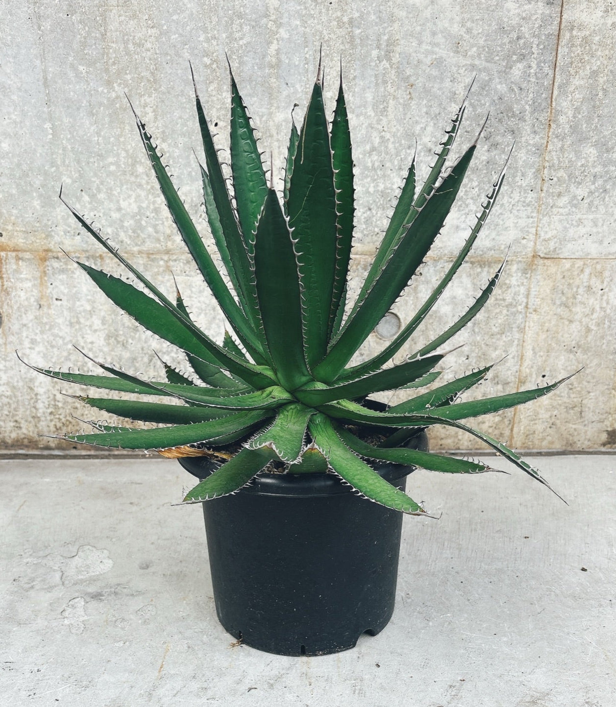 【東京都23区内の方のみ購入可】【送料無料】 アガベ ホリダ 8号