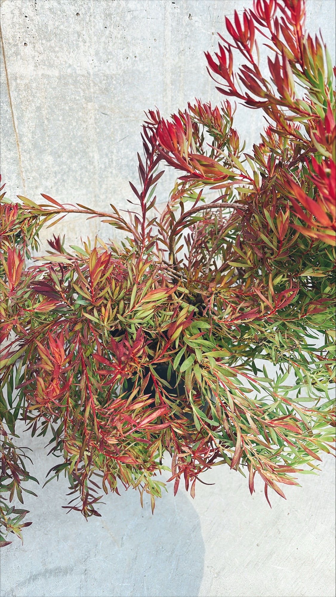 【東京都23区内の方のみ購入可】【送料無料】 リューカデンドロン 6号