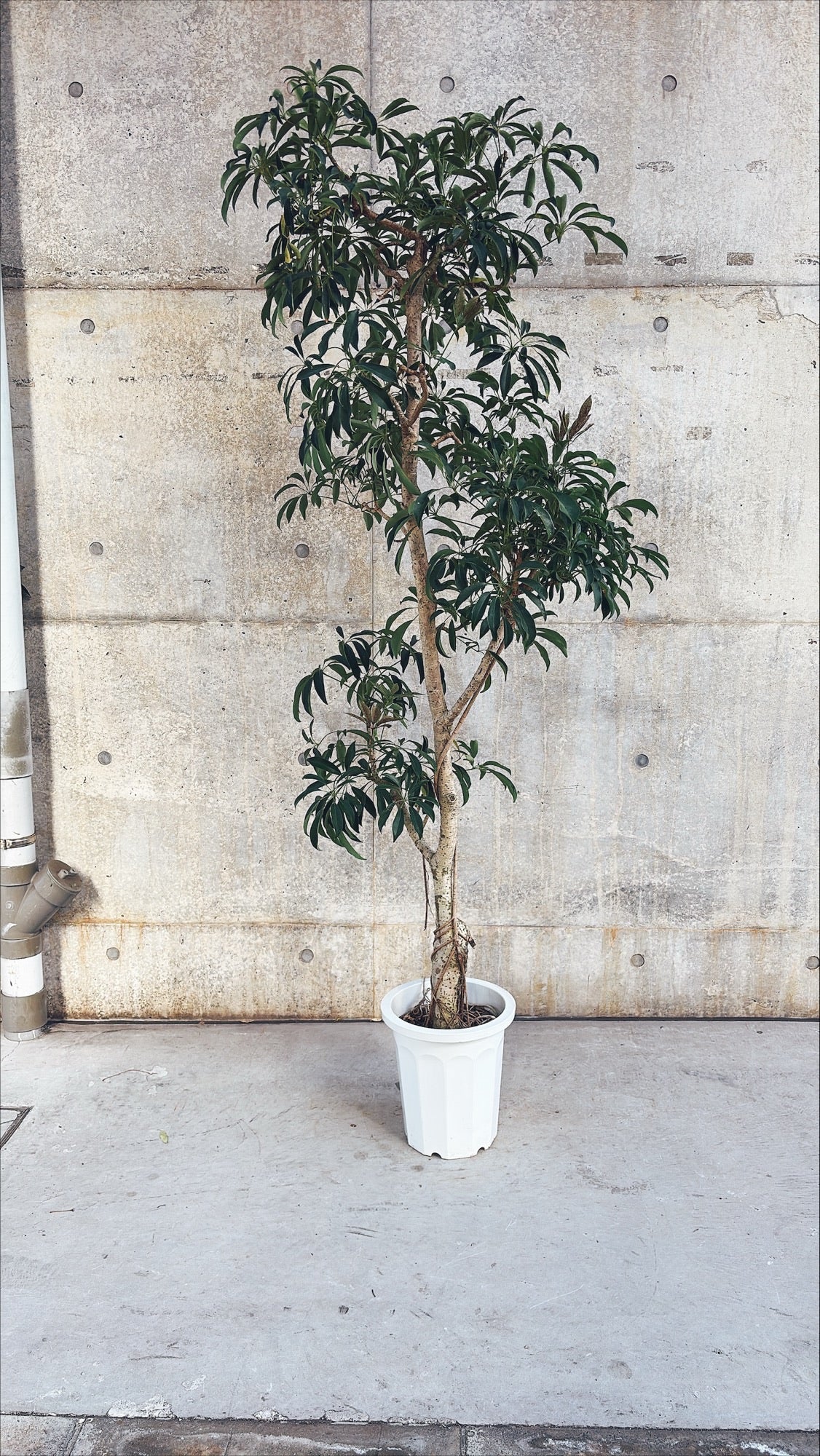 【東京都23区内の方のみ購入可】【送料無料】 シェフレラ 10号G