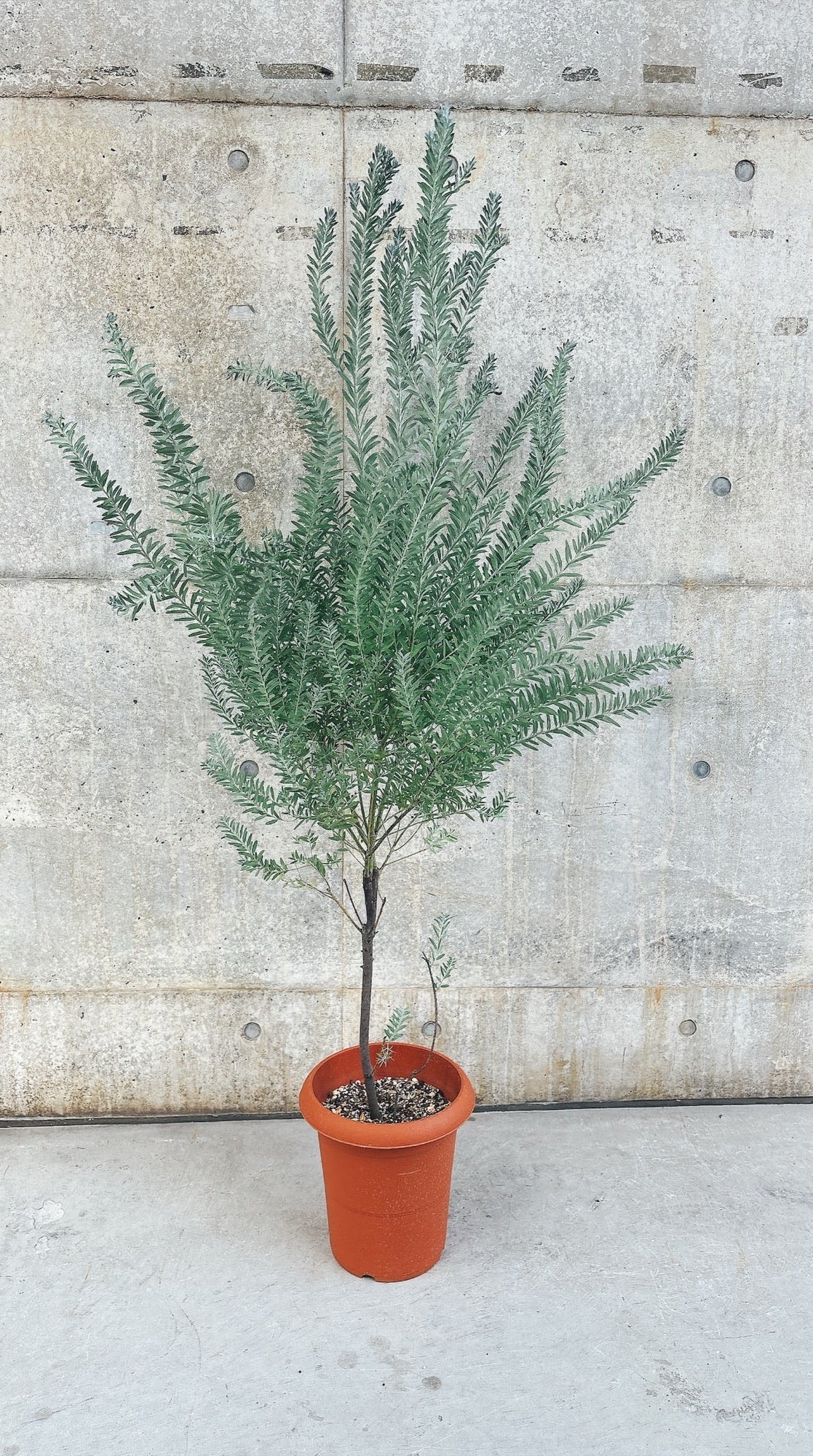 【東京都23区内の方のみ購入可】【送料無料】アカシア ブルーブッシュ 10号